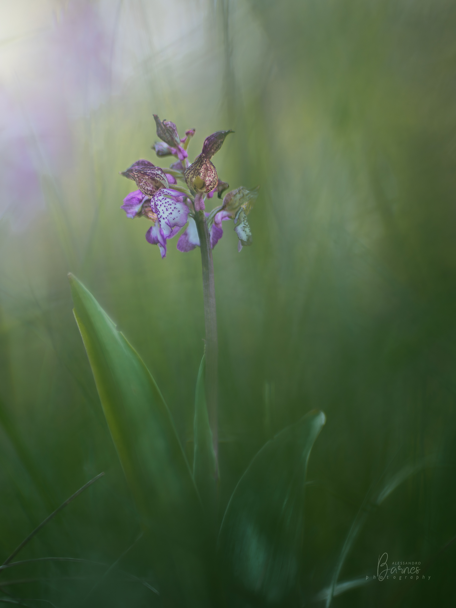 Orchis purpurea  -colli Euganei- vintage lens
