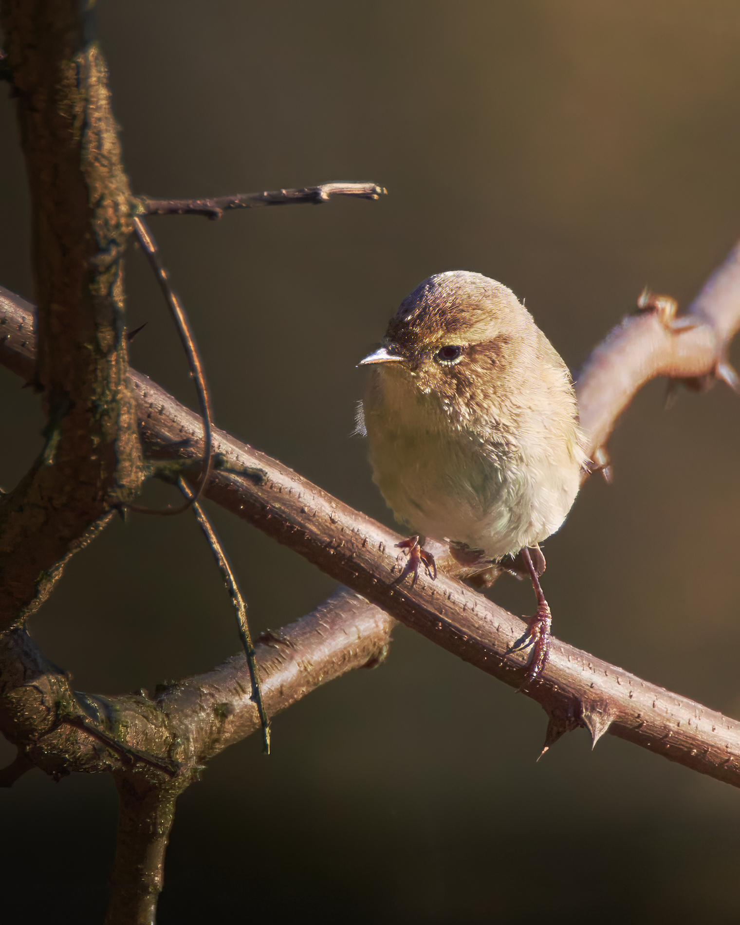 Chiffchaff