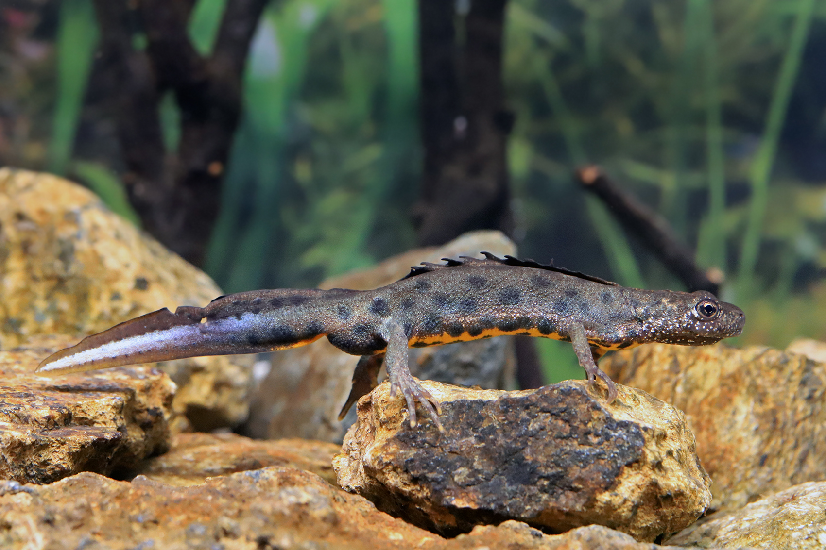 Crested newt