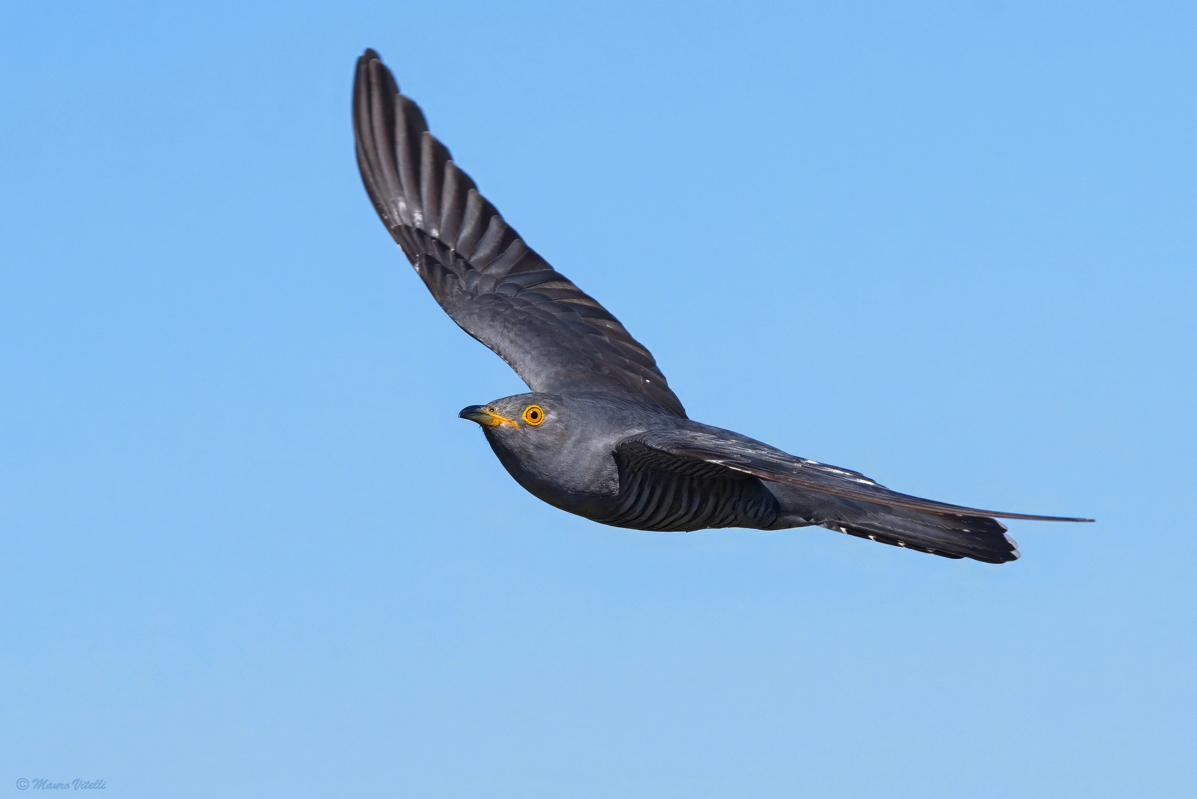 Cuckoo (Cuculus canorus)