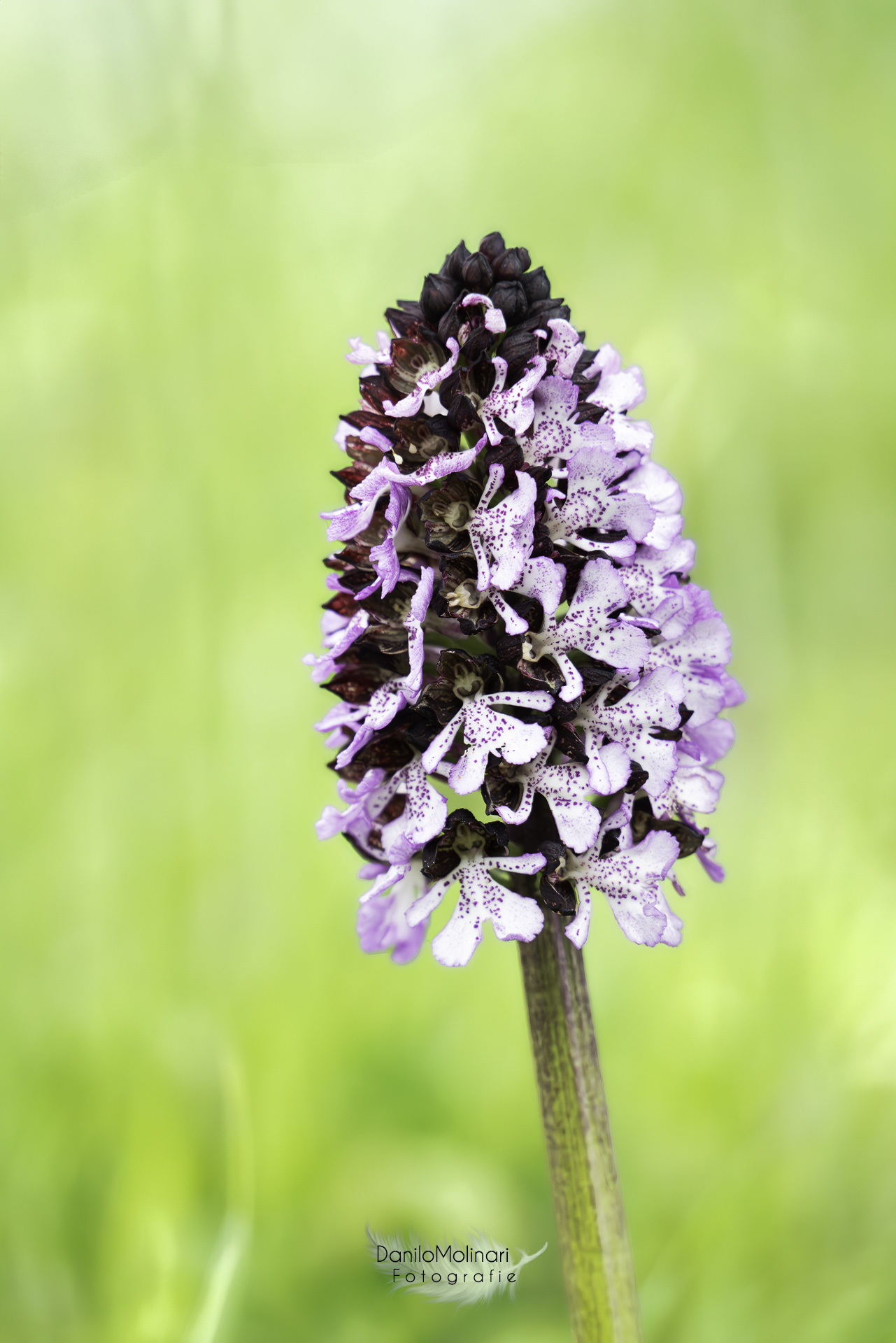 Orchis purpurea
