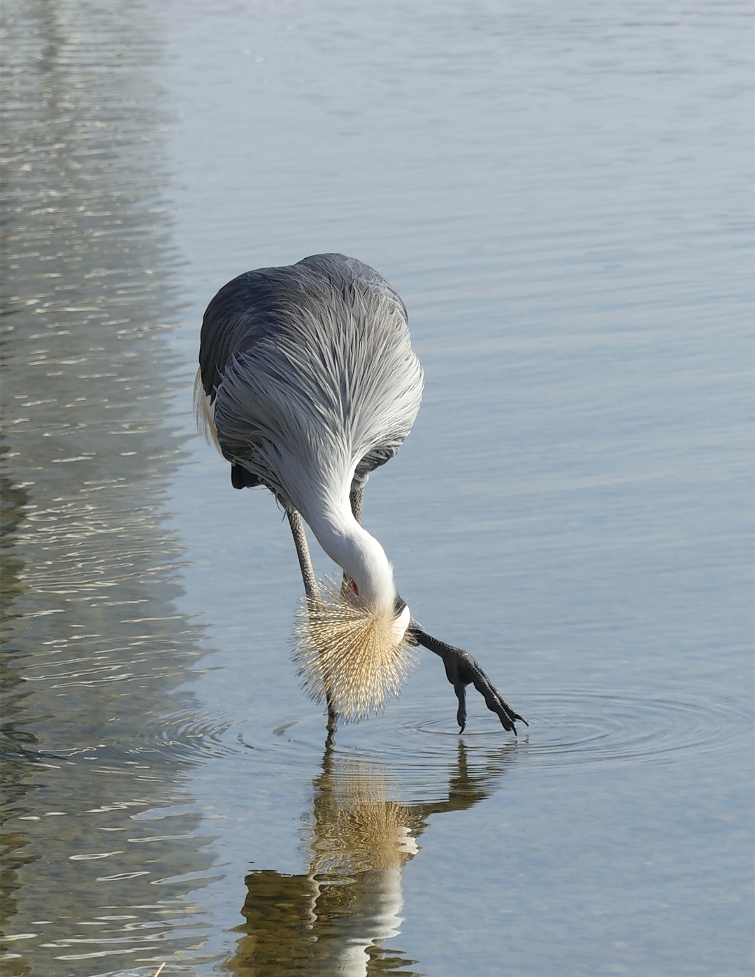 The crane is back at the Varese Zoo