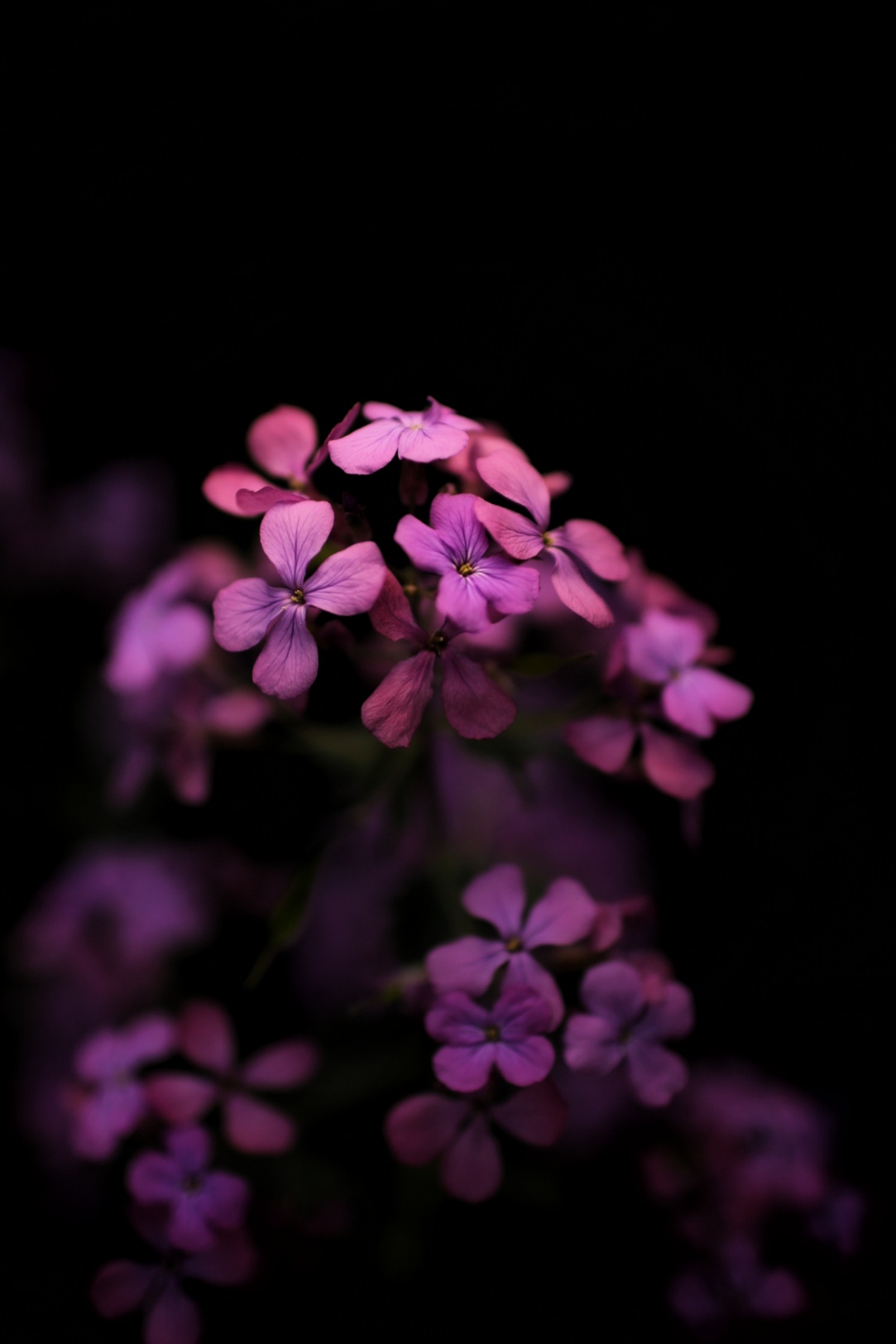 Lunaria