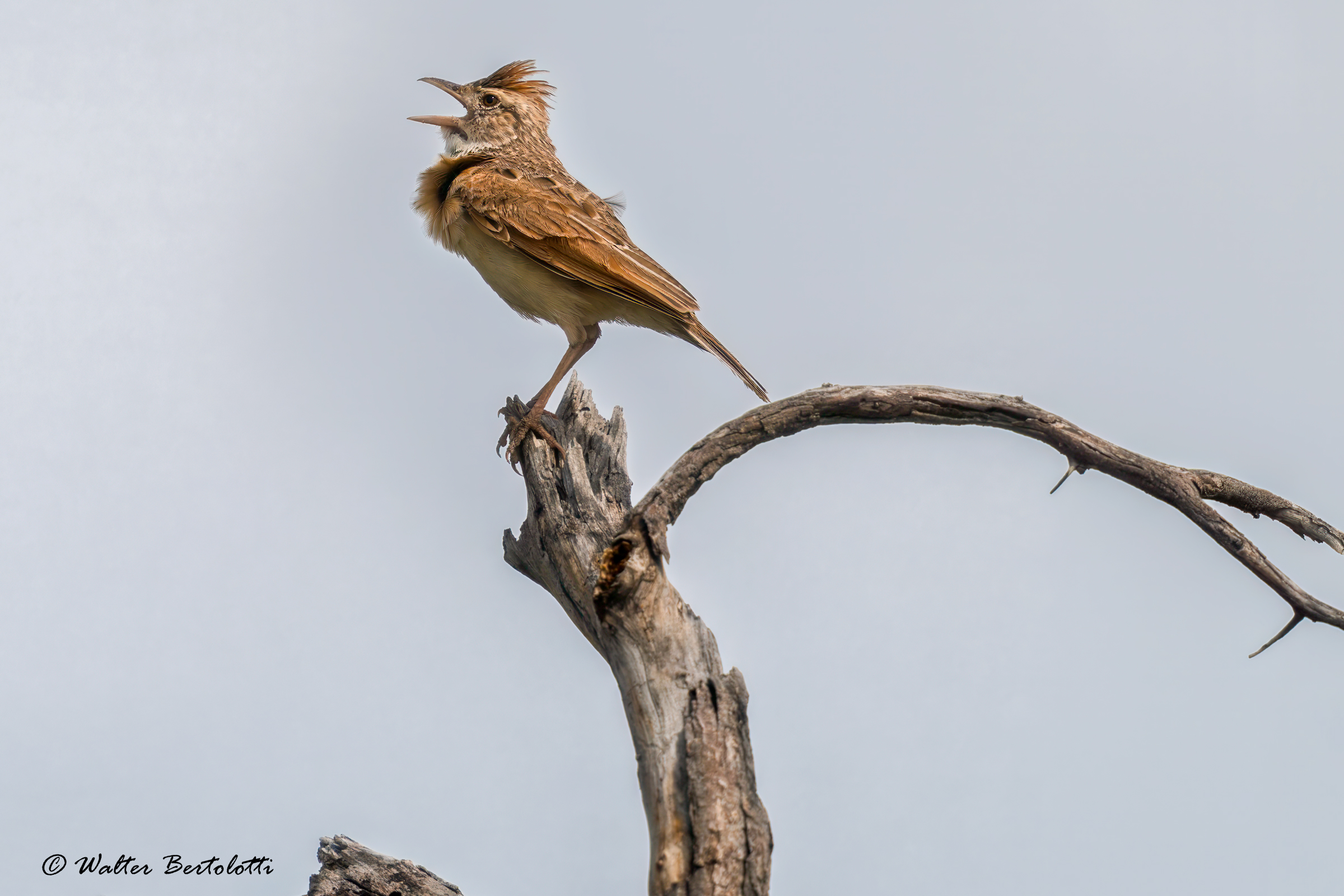 Allodola di macchia nucarossiccia