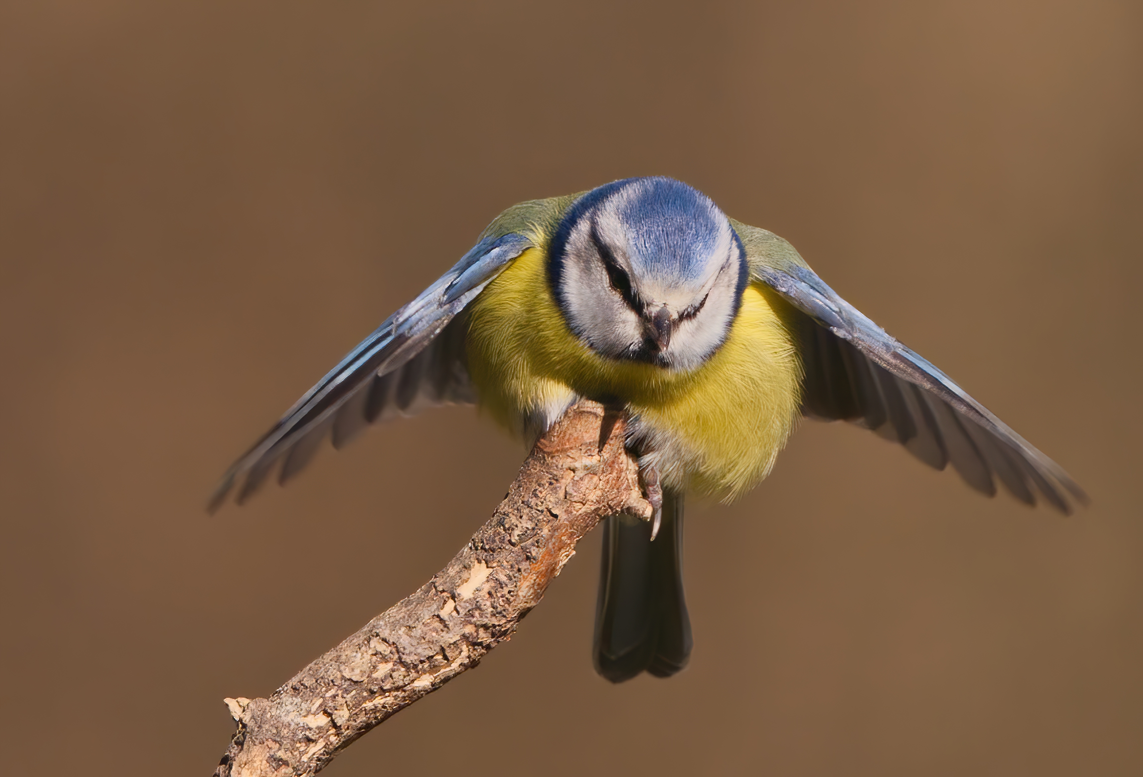 Cinciarella a ombrello