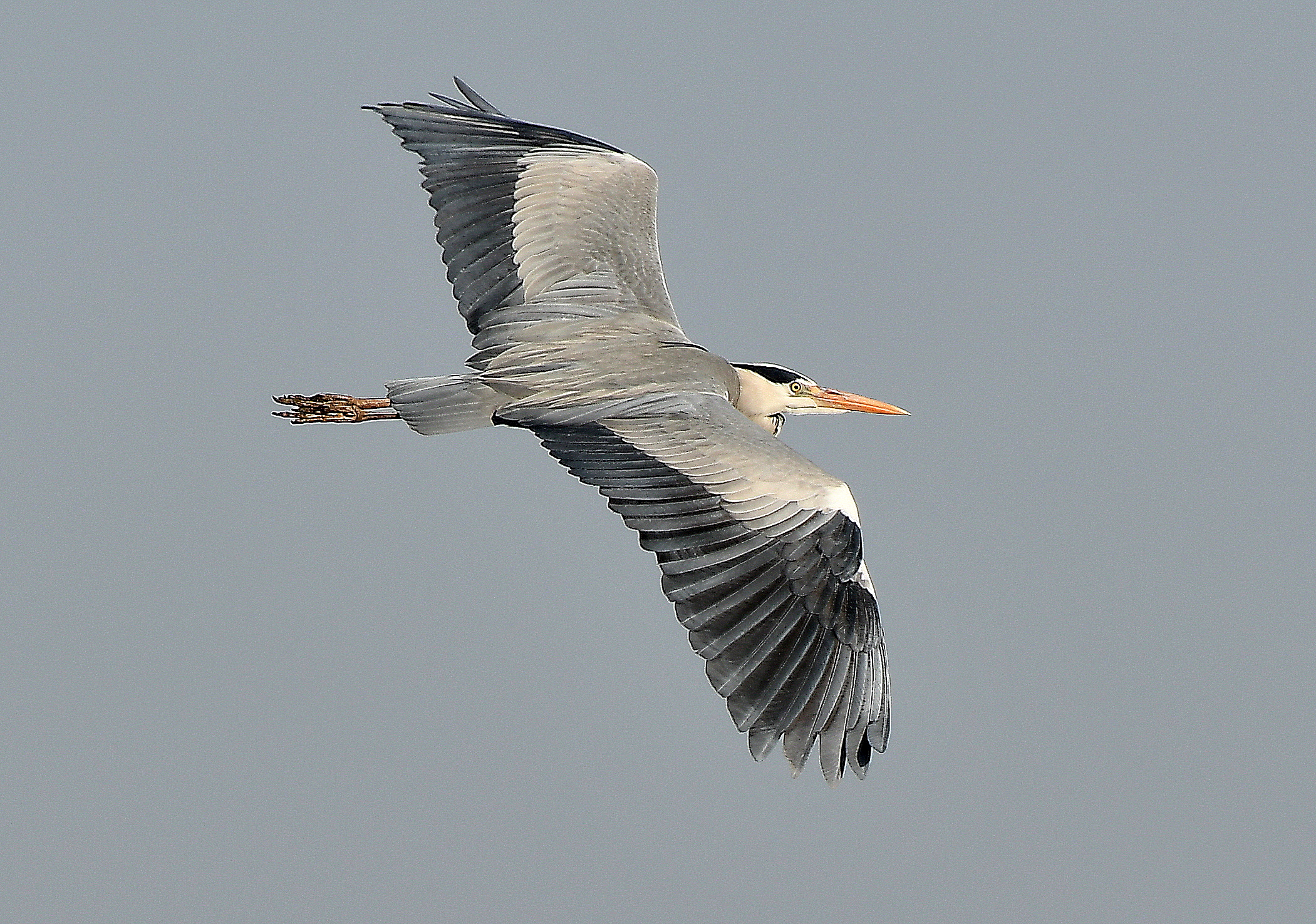 Airone cenerino in volo