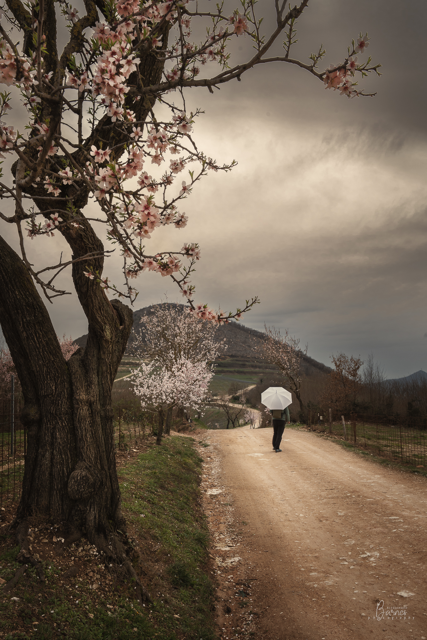 Almond blossoms -Euganean Hills-