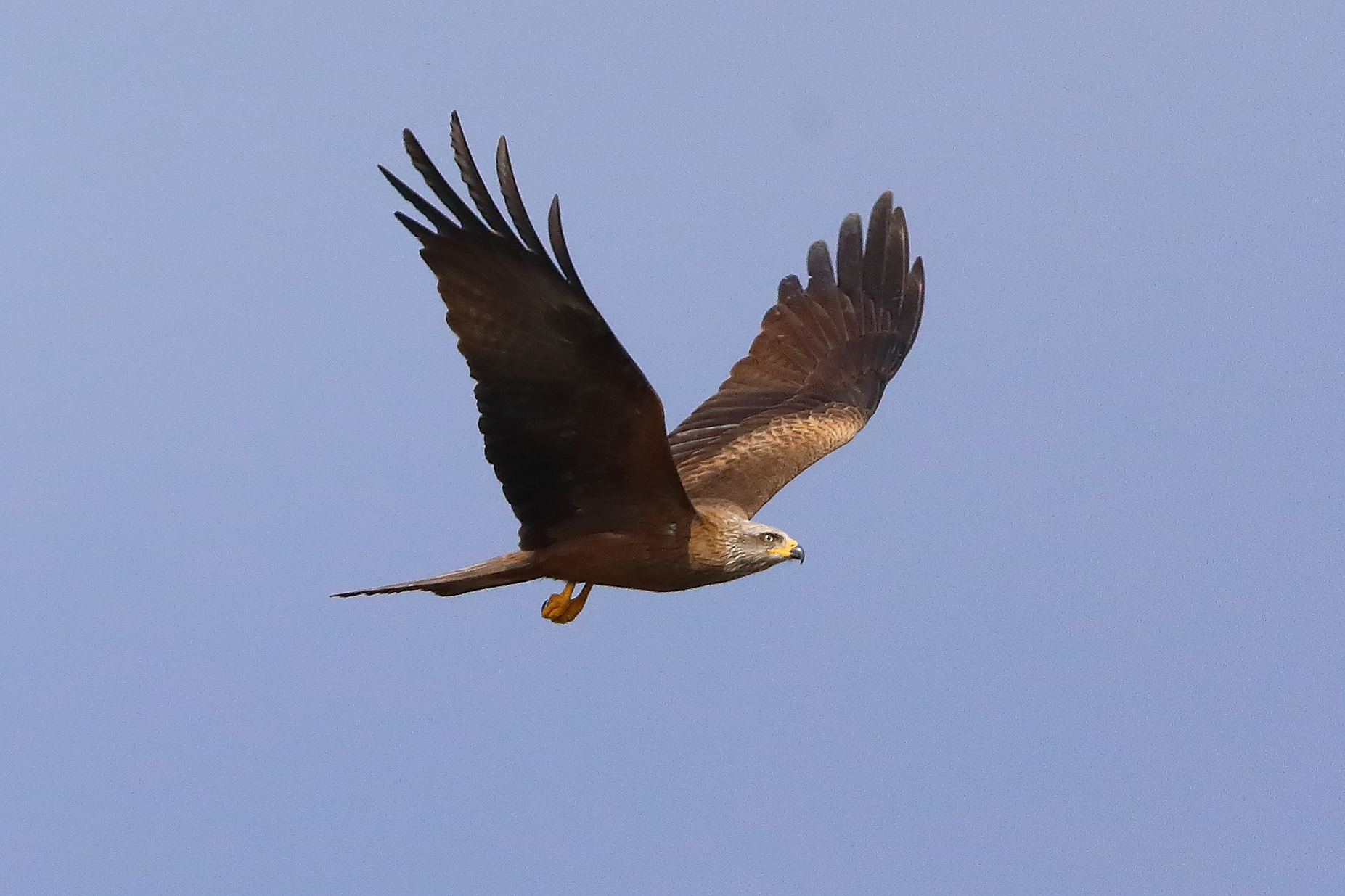 Nibbio bruno 29 marzo 2025 - 0058