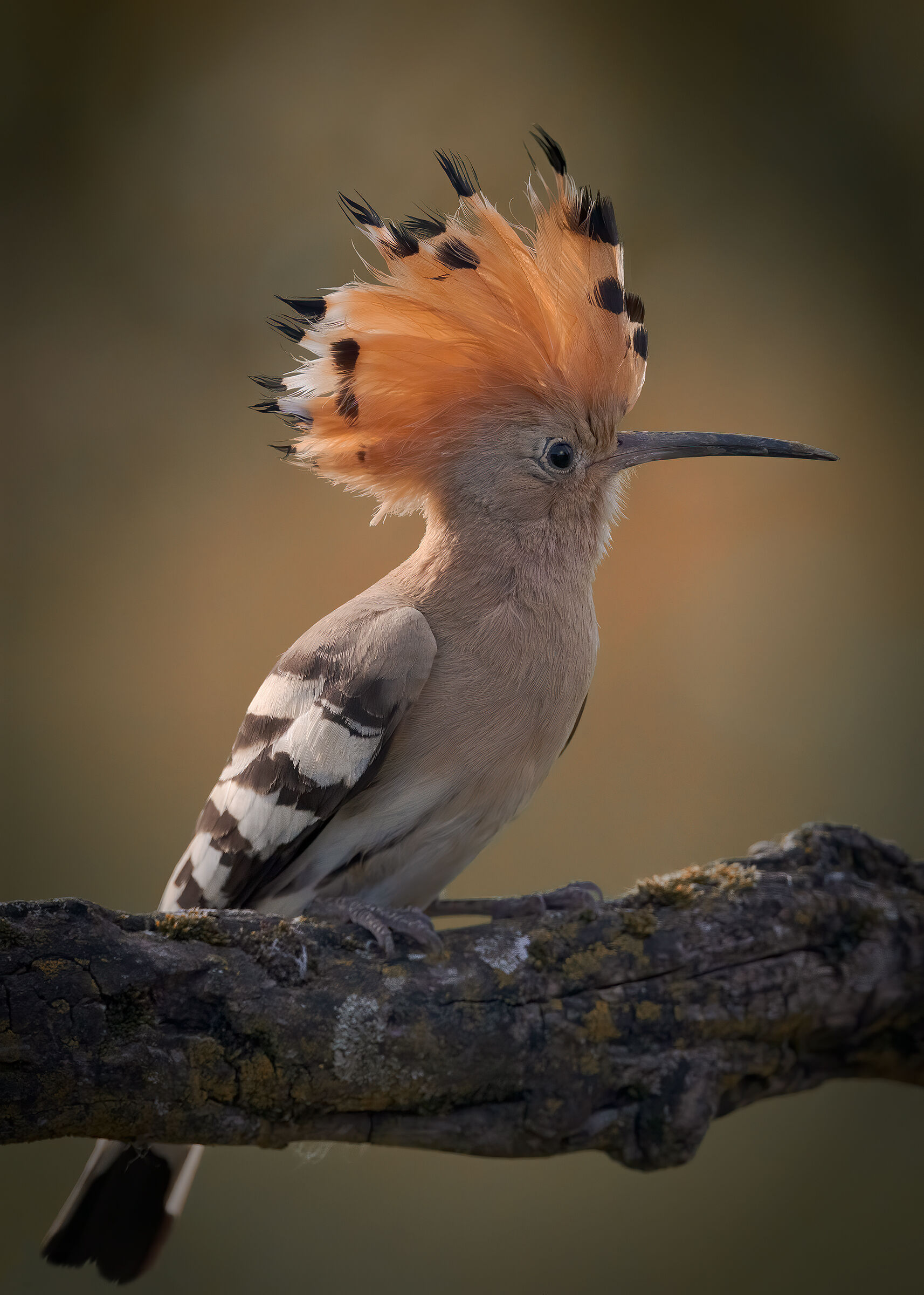 Ùpupa (Upupa epops) su un ceppo all'alba.