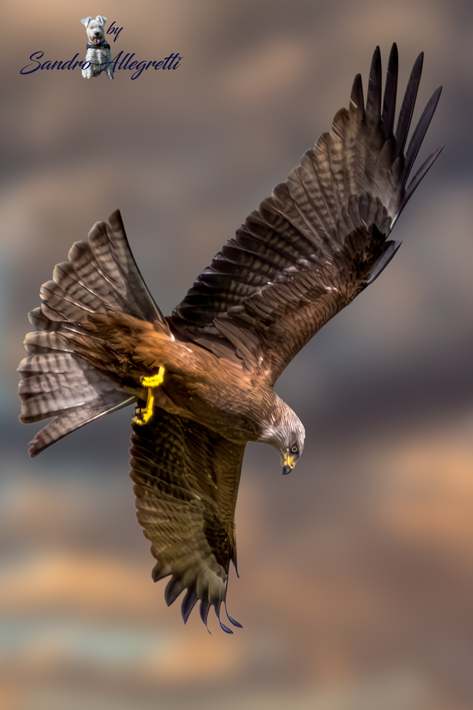 Il nibbio bruno (Milvus migrans)