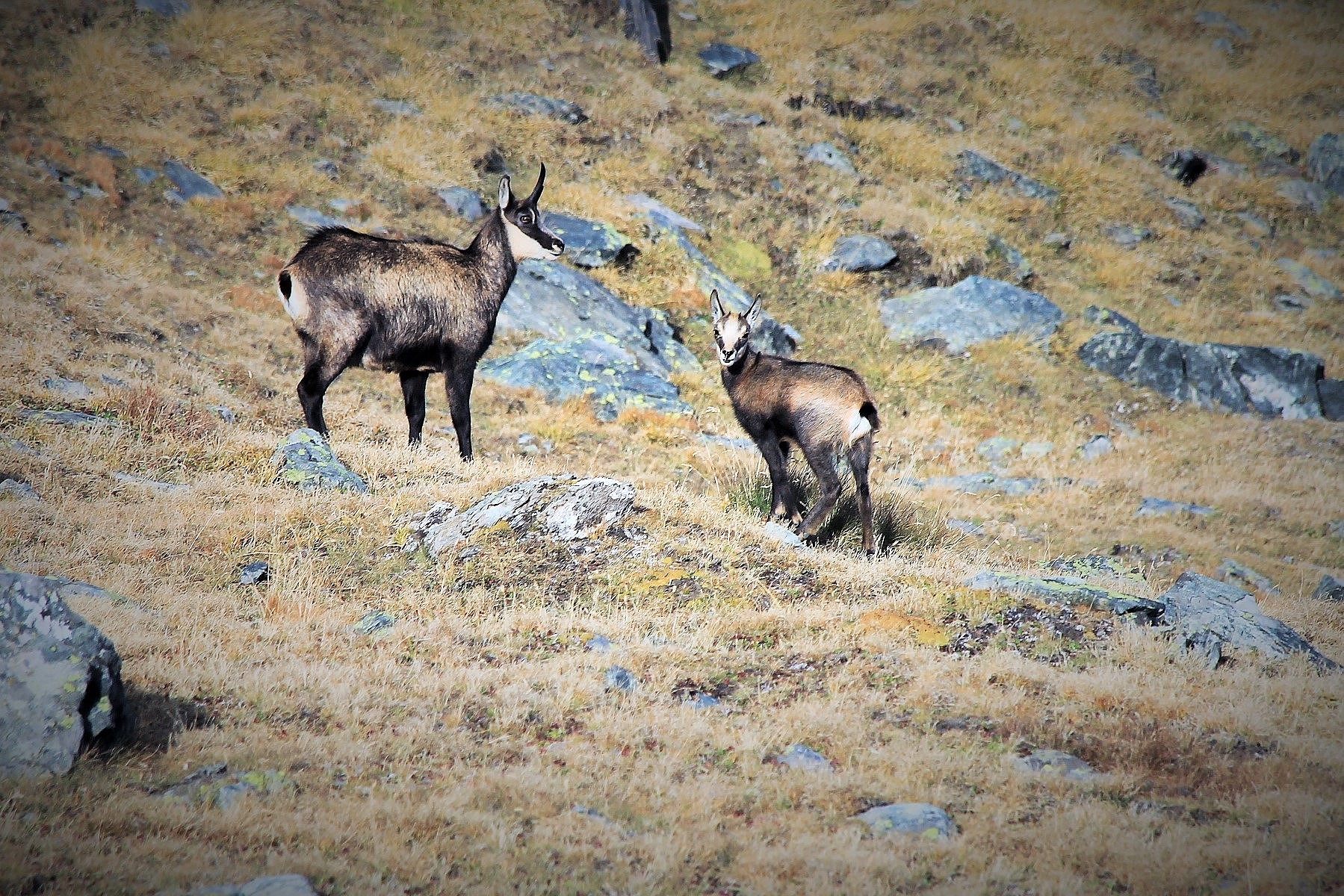 Chamois