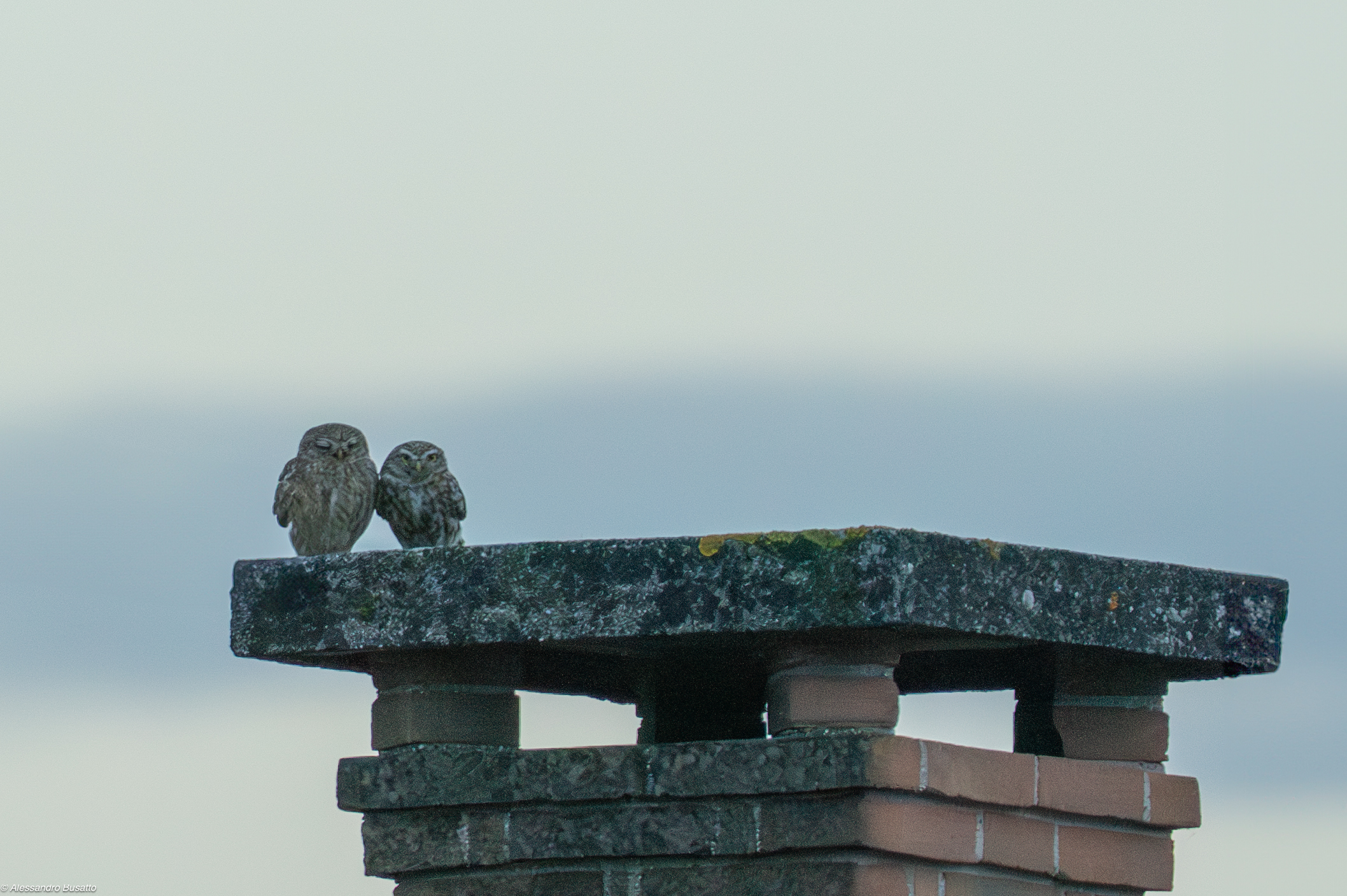 Owls