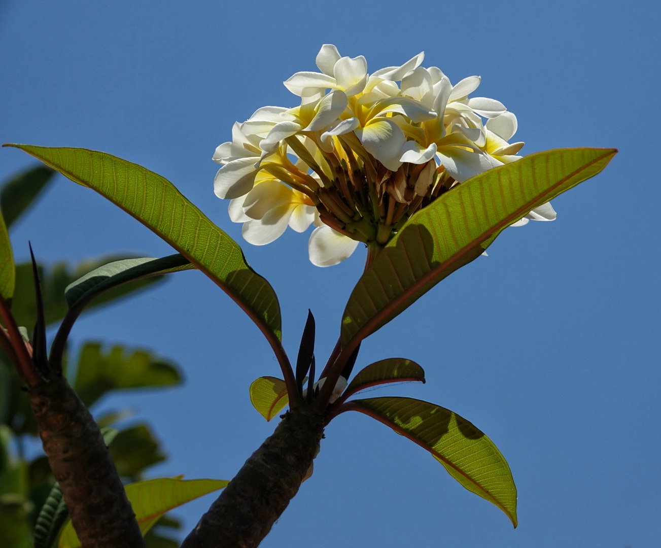 Buona Pasqua di luce!
