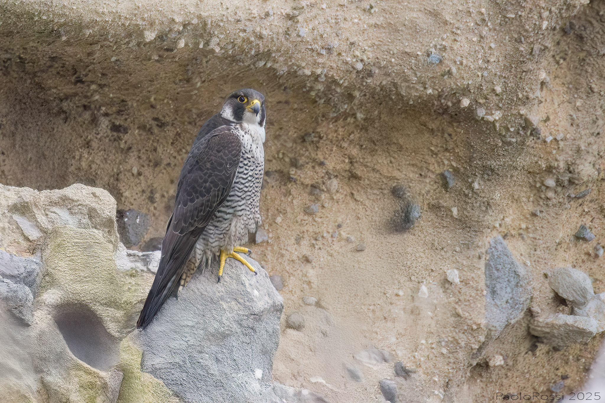 Peregrine...