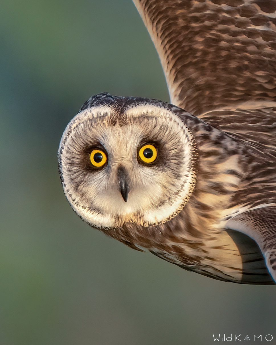 Faccia a Faccia con il Gufo di Palude
