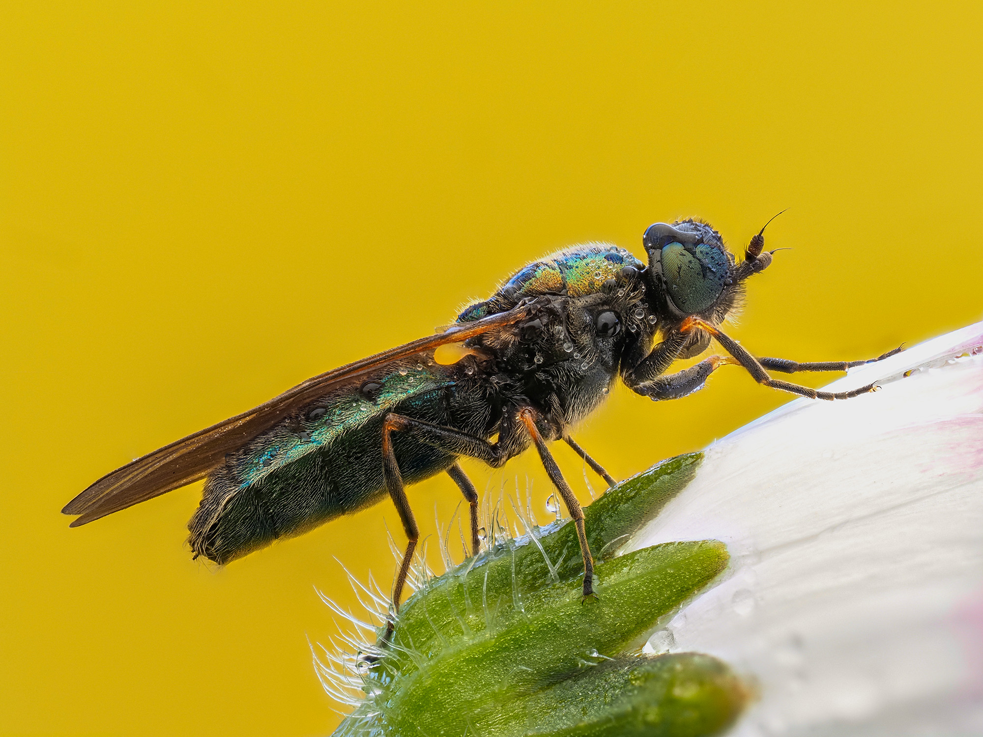 Chloromia sp. z o.o.