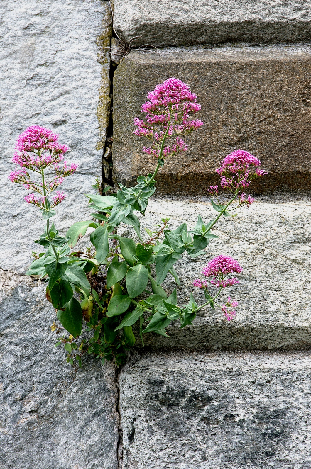 La Natura non si arrende mai