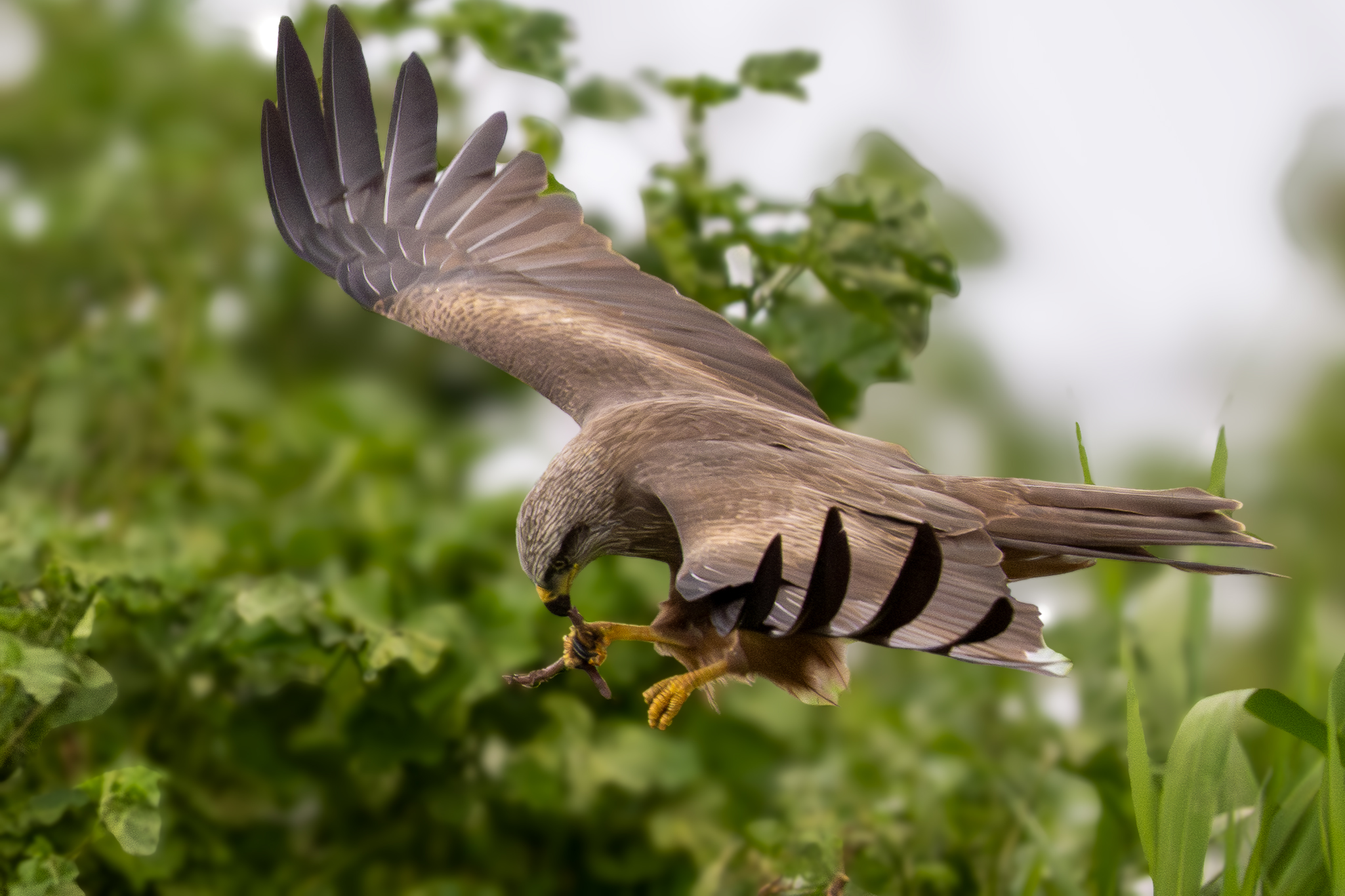 Il nibbio bruno (Milvus migrans)