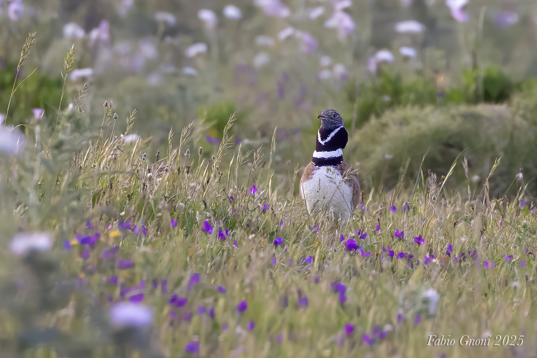 Little bustard