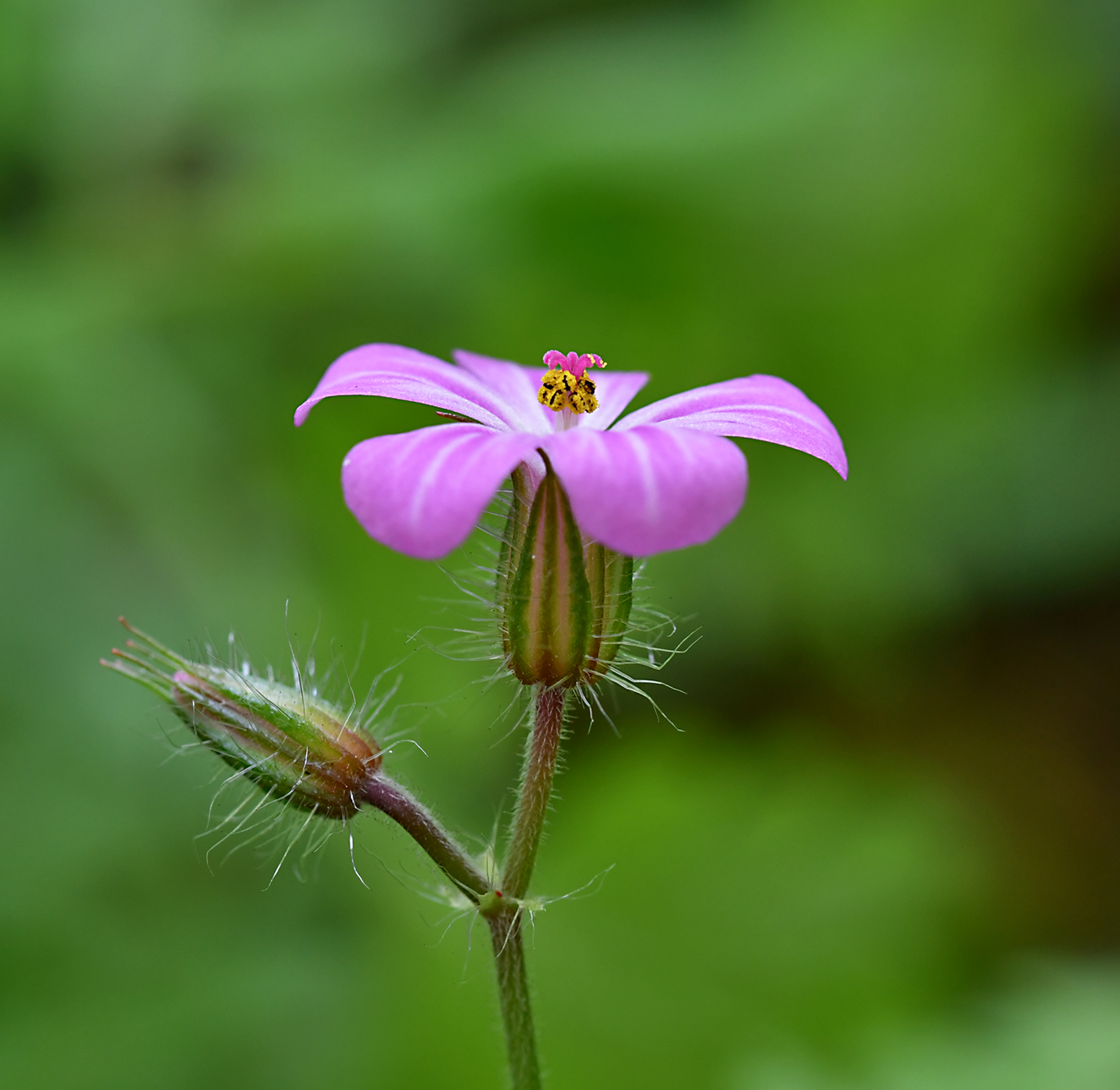 Geranium robertianum