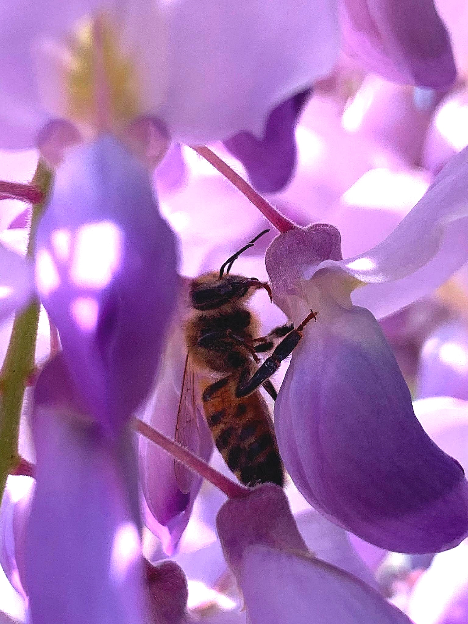 Bee