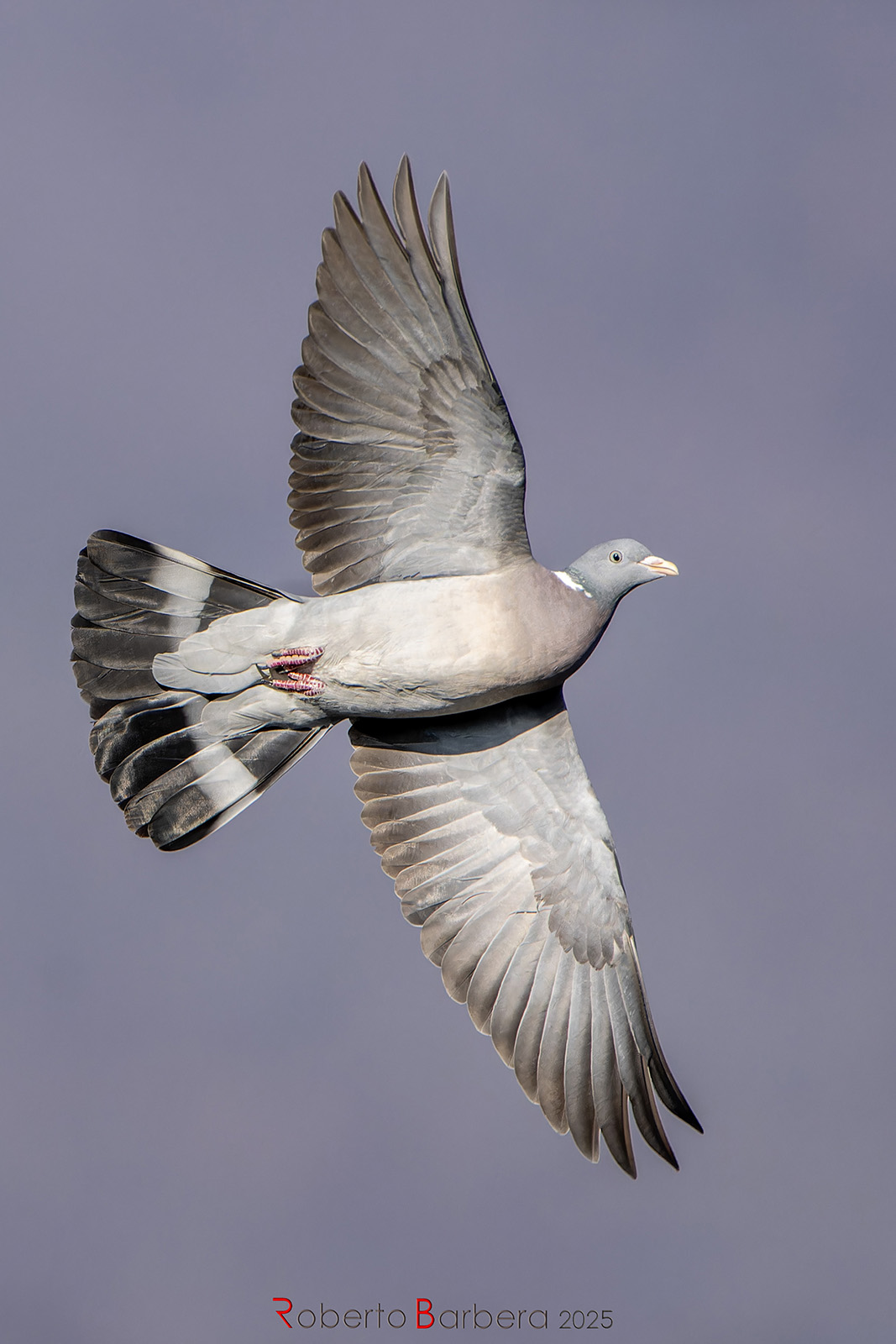 Wood pigeon