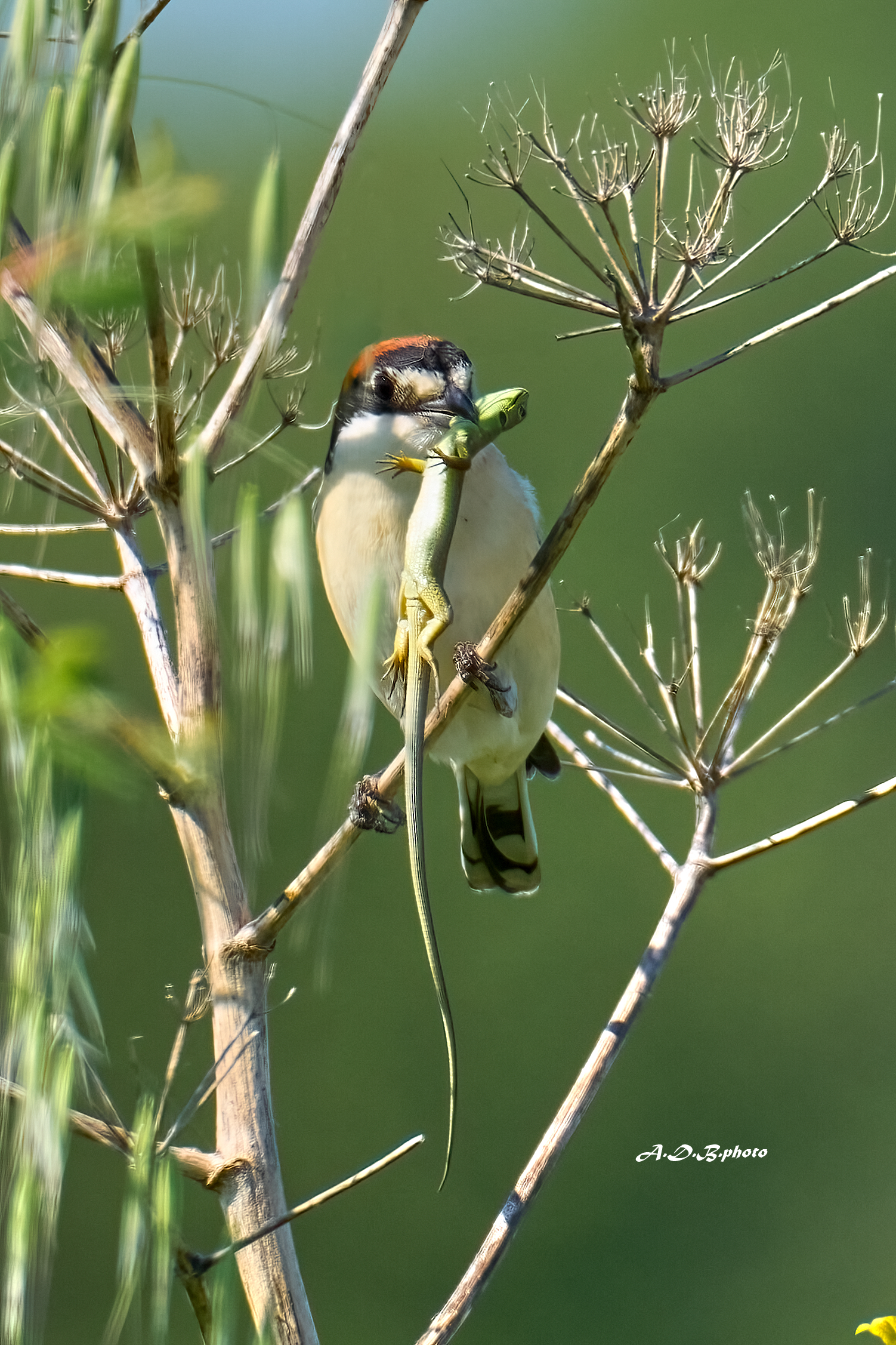 Averla capirossa con preda