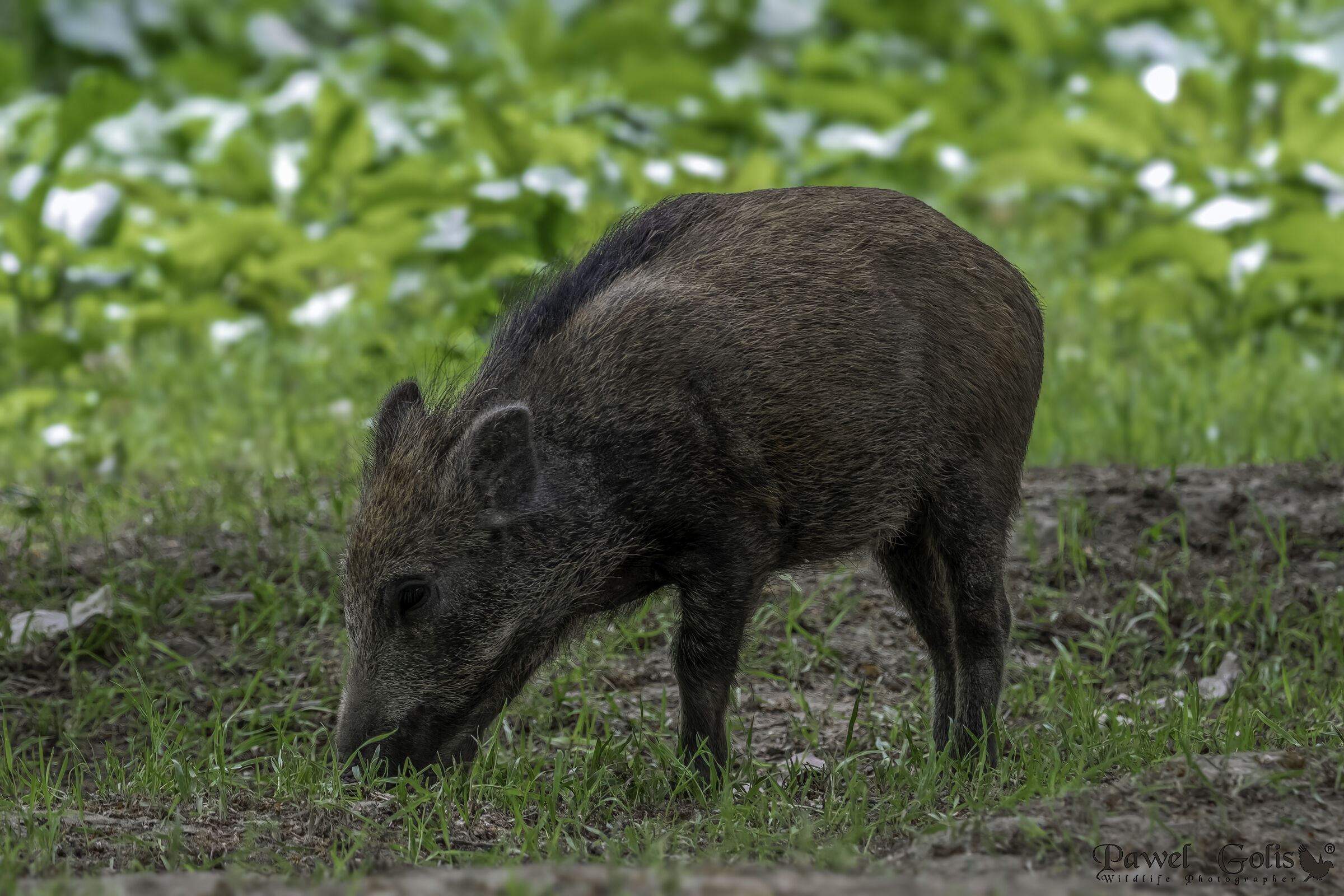 cinghiale (Sus scrofa)