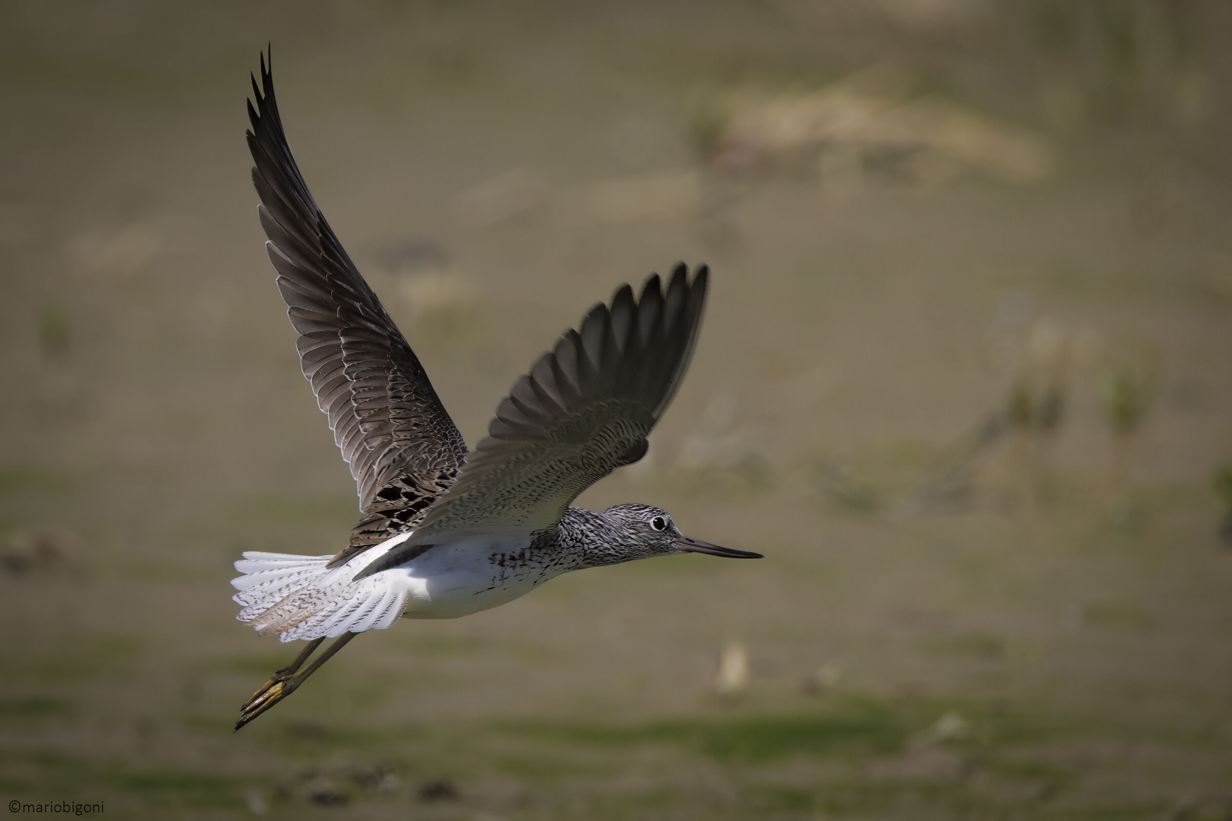 Greenshank