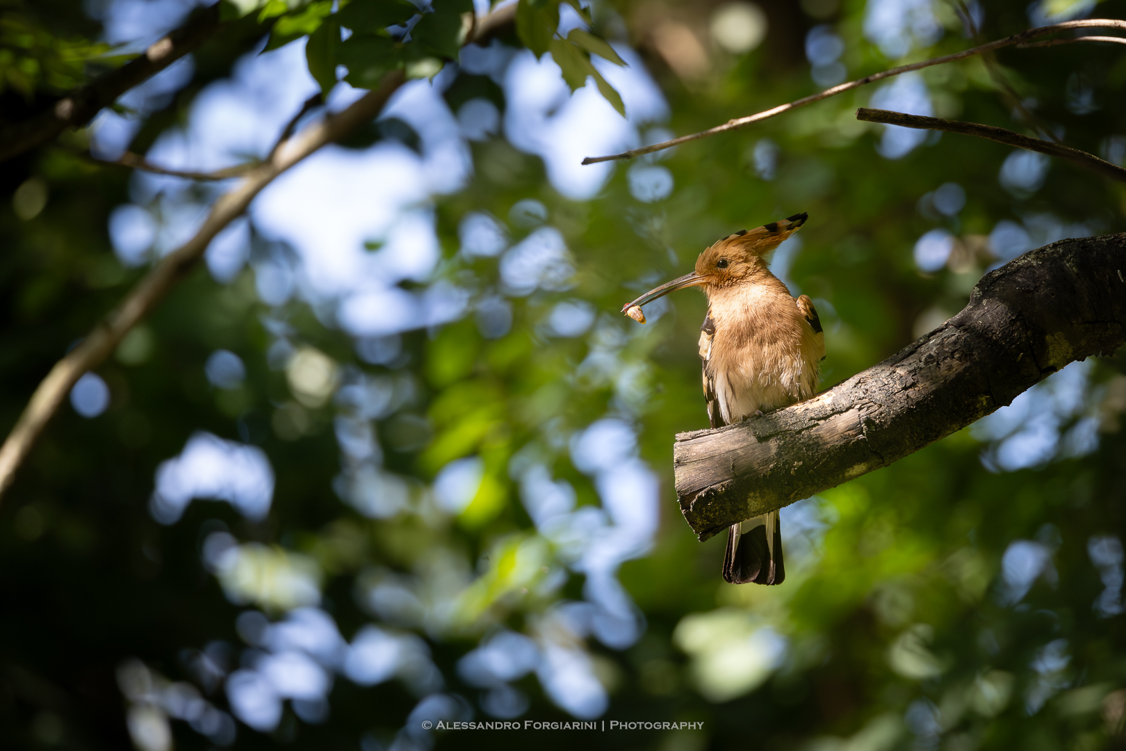 Hoopoe