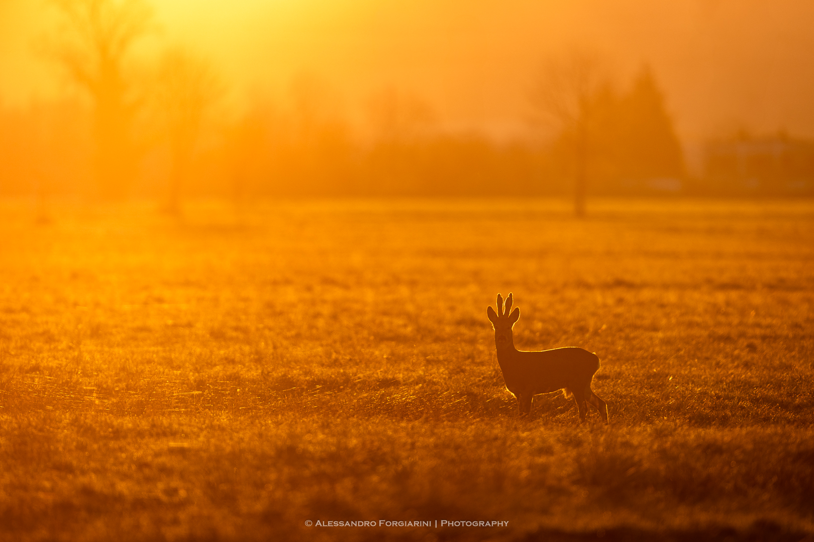 Fiery Dawn