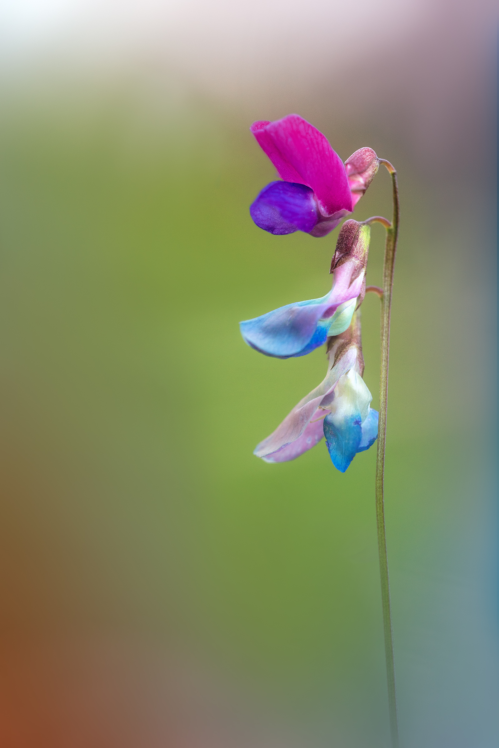 Primaticcia grass pea - Lathyrus vernus