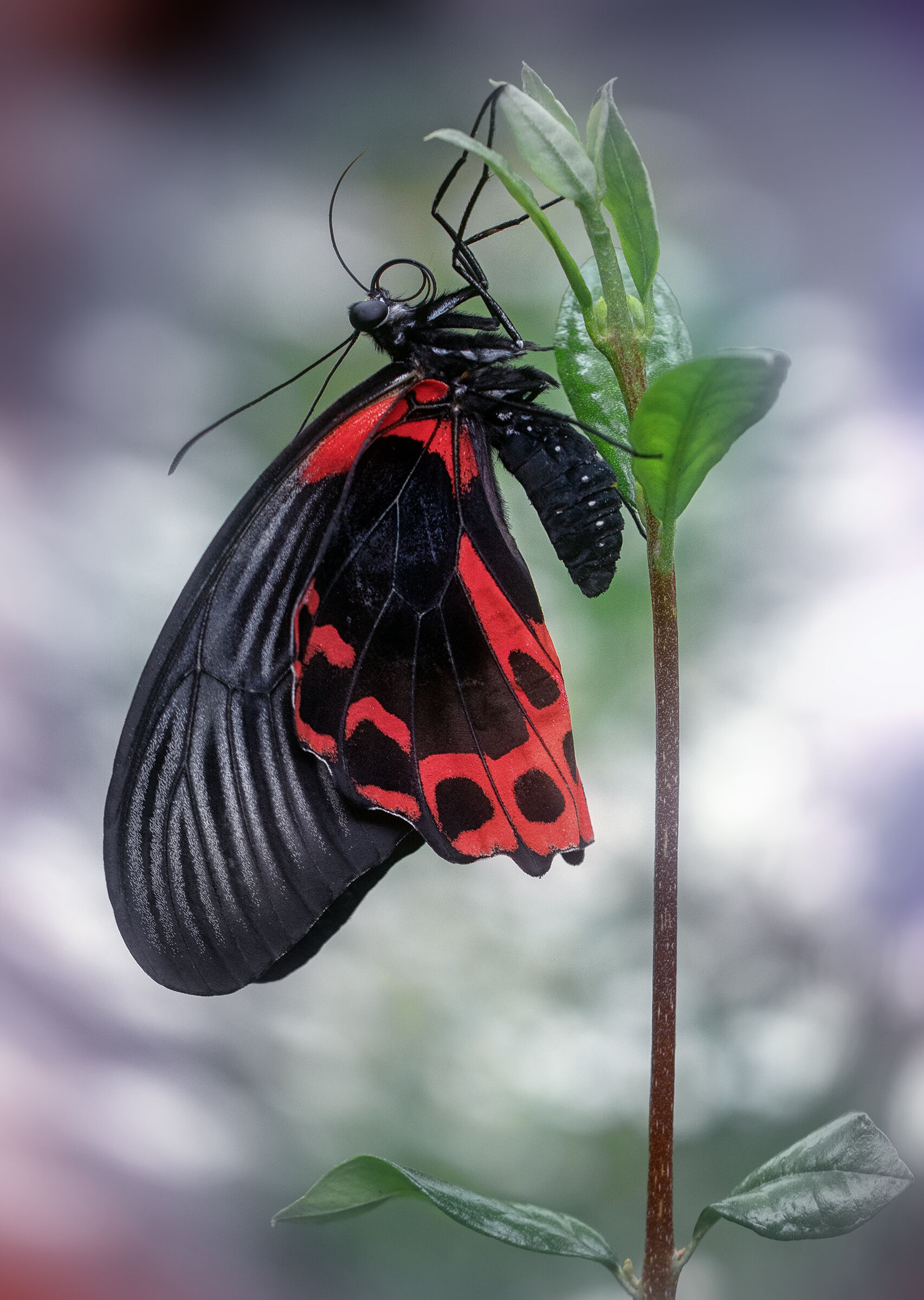 Papilio rumanzovia