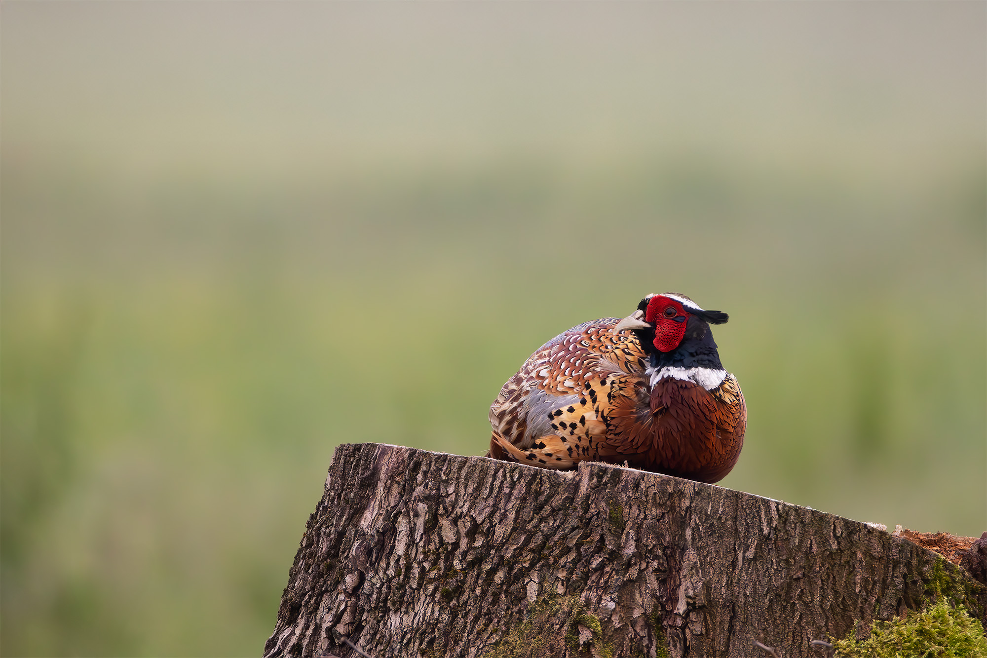 Pheasant