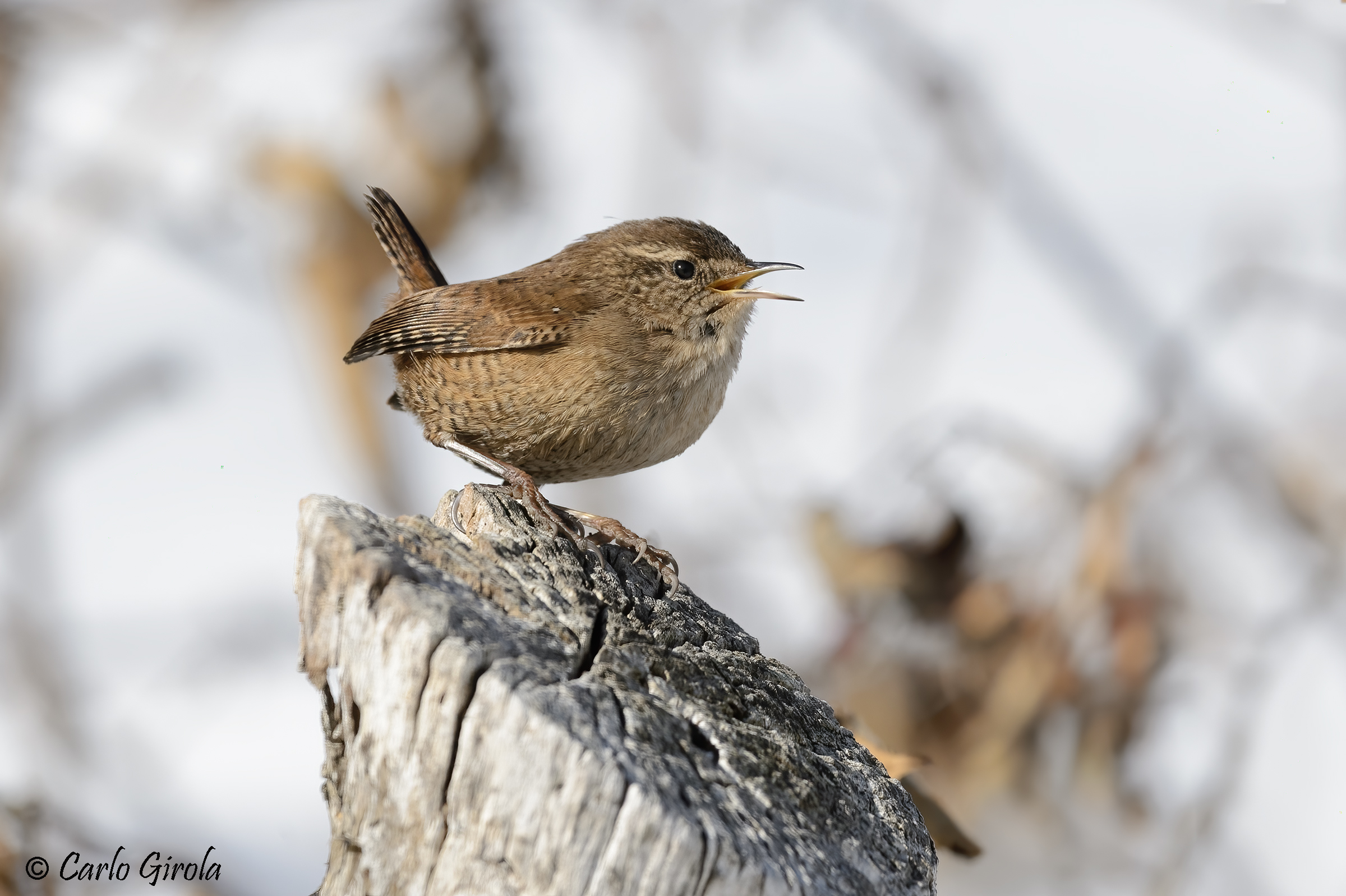 Wren (Troglodytes troglodytes)