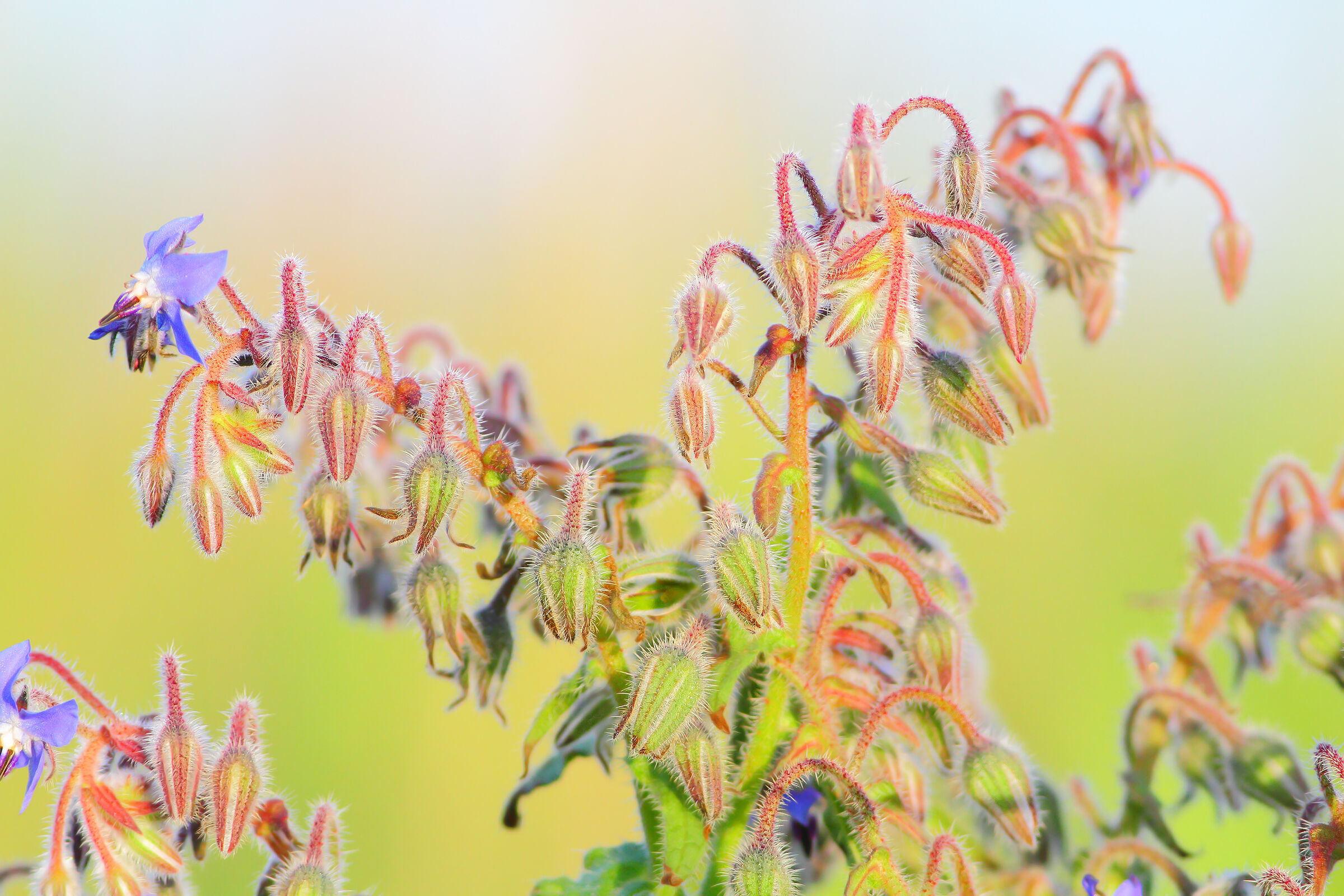 Fiori di campo