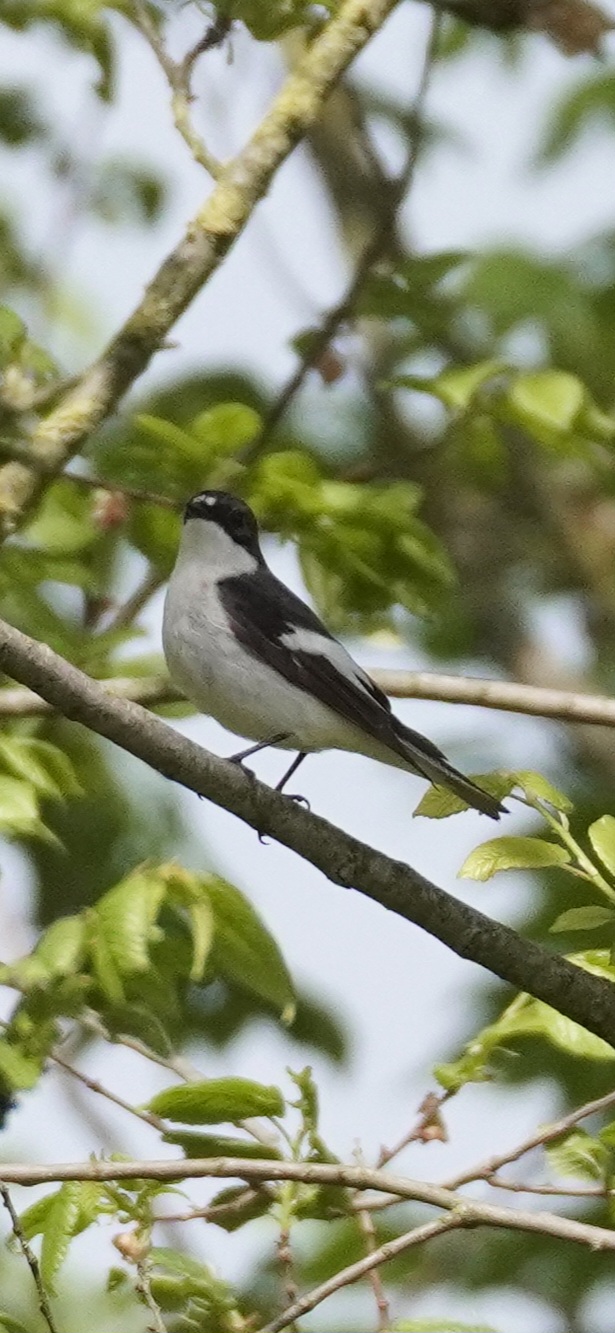 Male half-torquated flycatcher
