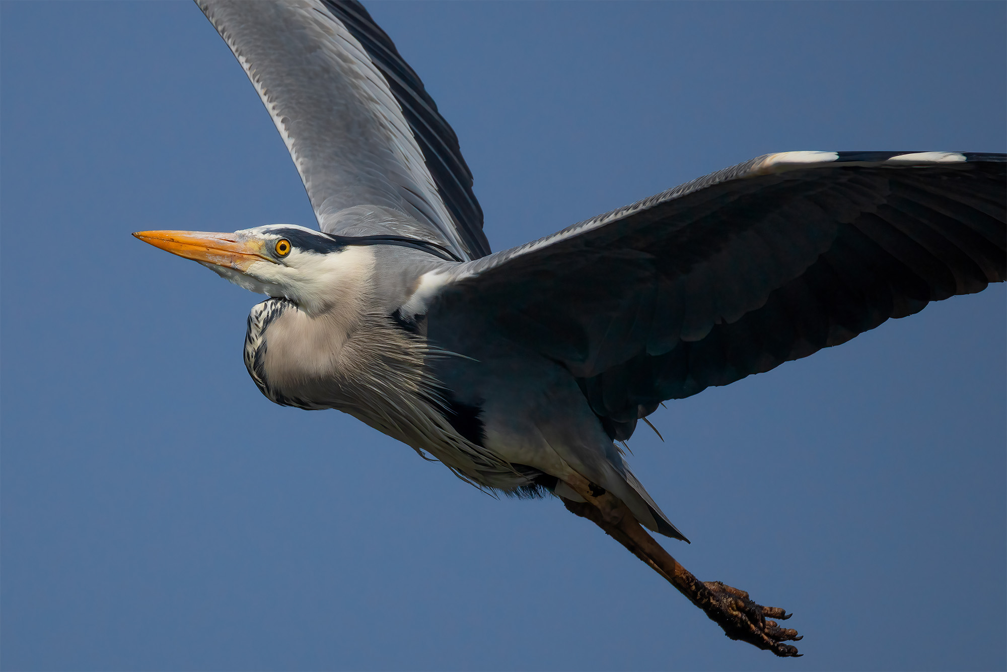 Portrait in flight