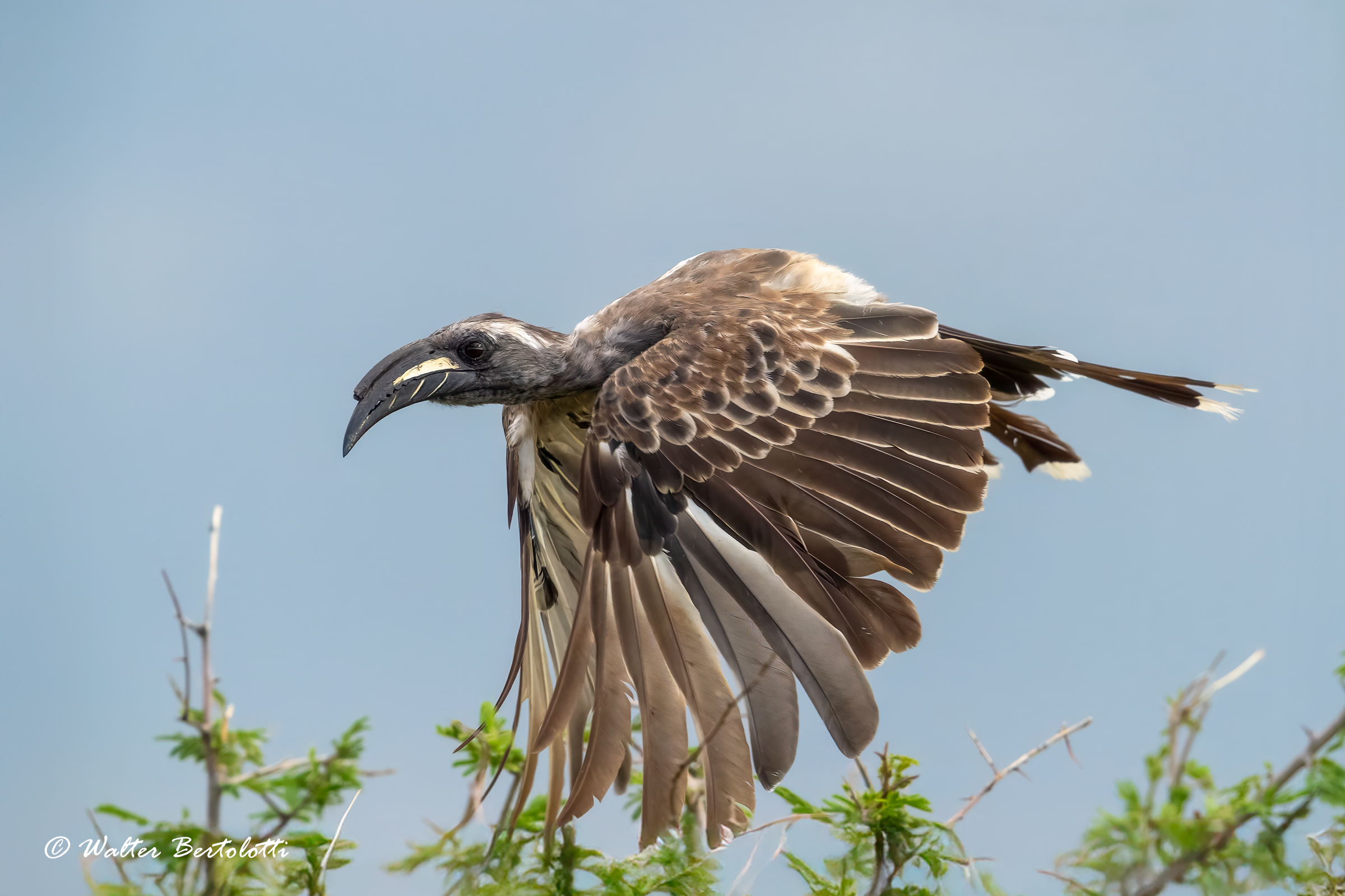 Gray in flight