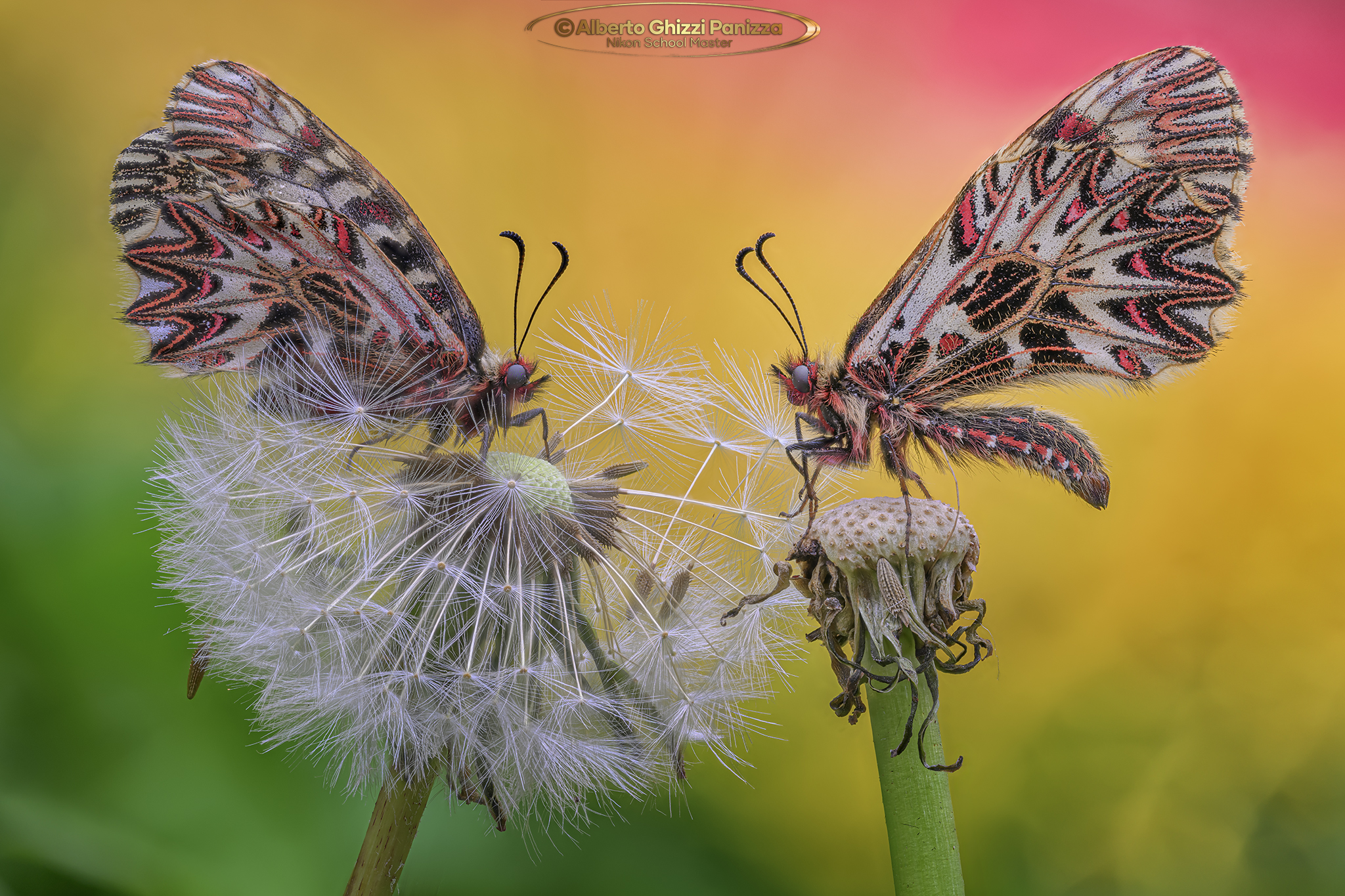 Coppia di Zerynthia polyxena