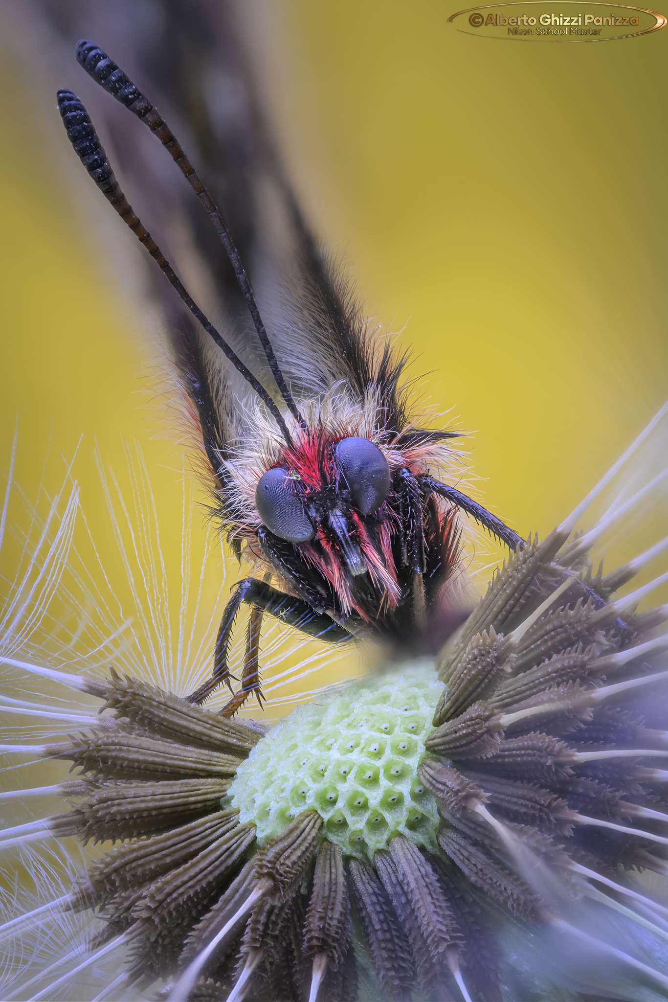 Zerynthia polyxena ravvicinata