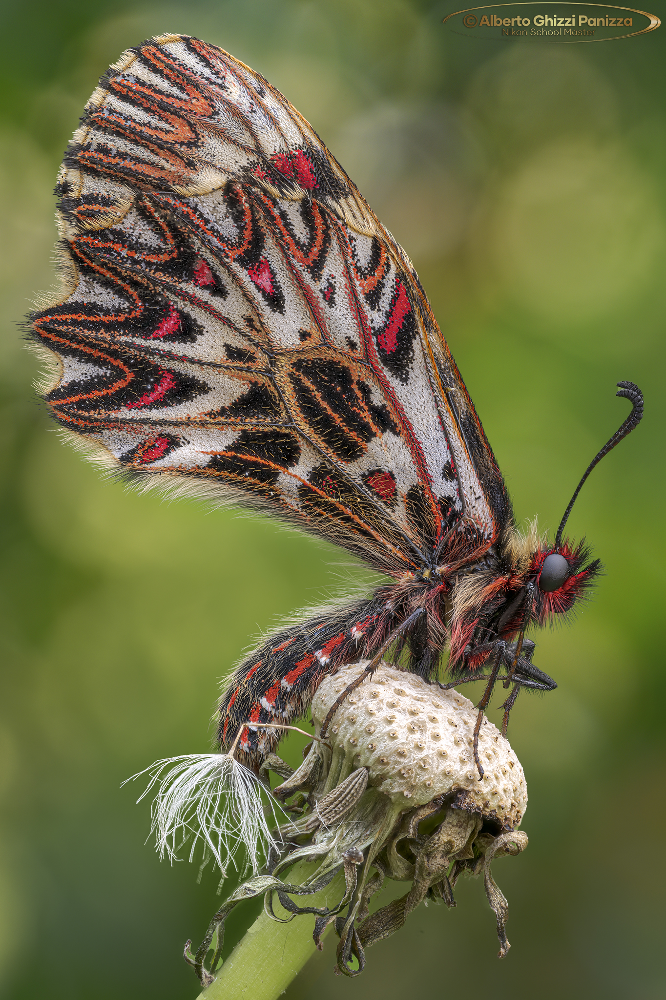 Zerynthia polyxena #3