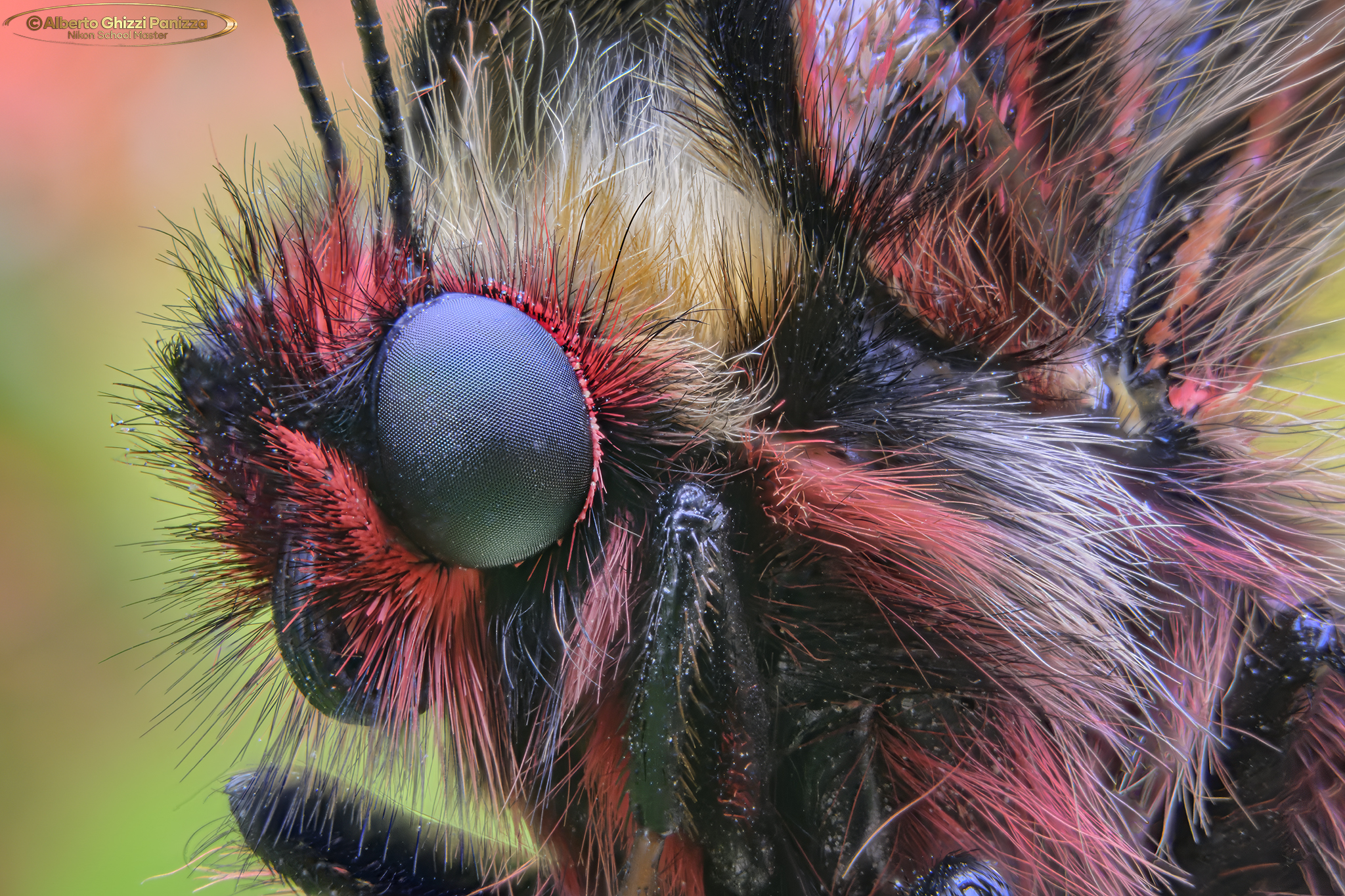 Zerynthia polyxena #4