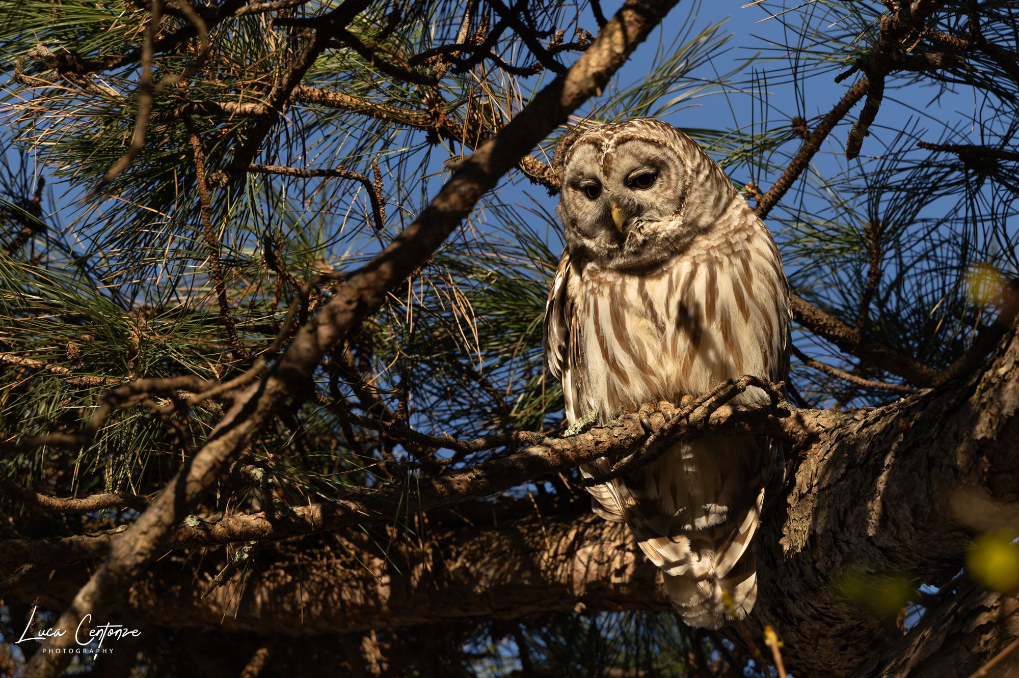 Barred Tawny Owl (Strix Varia)