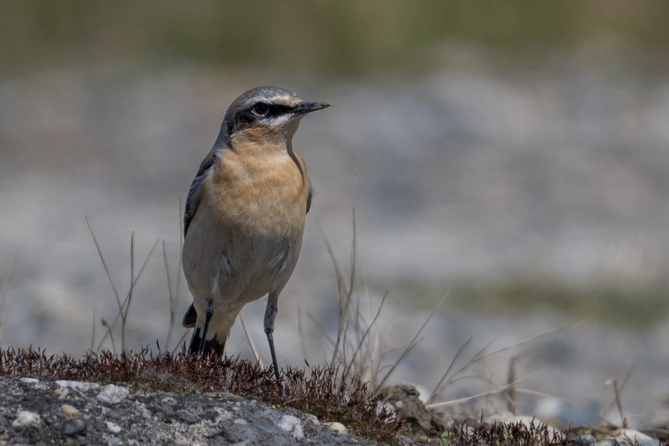 Northern wheatear