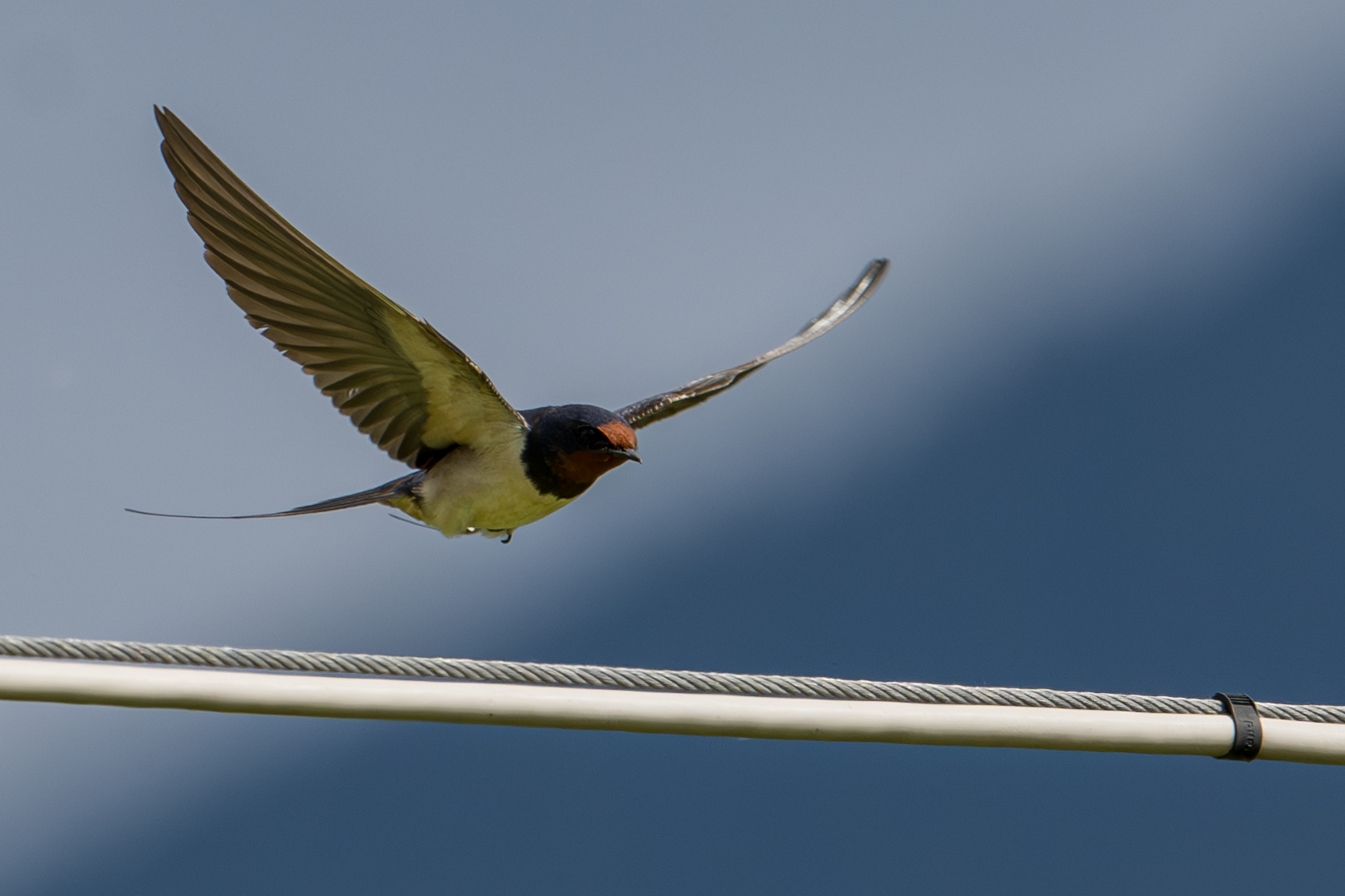 Swallow