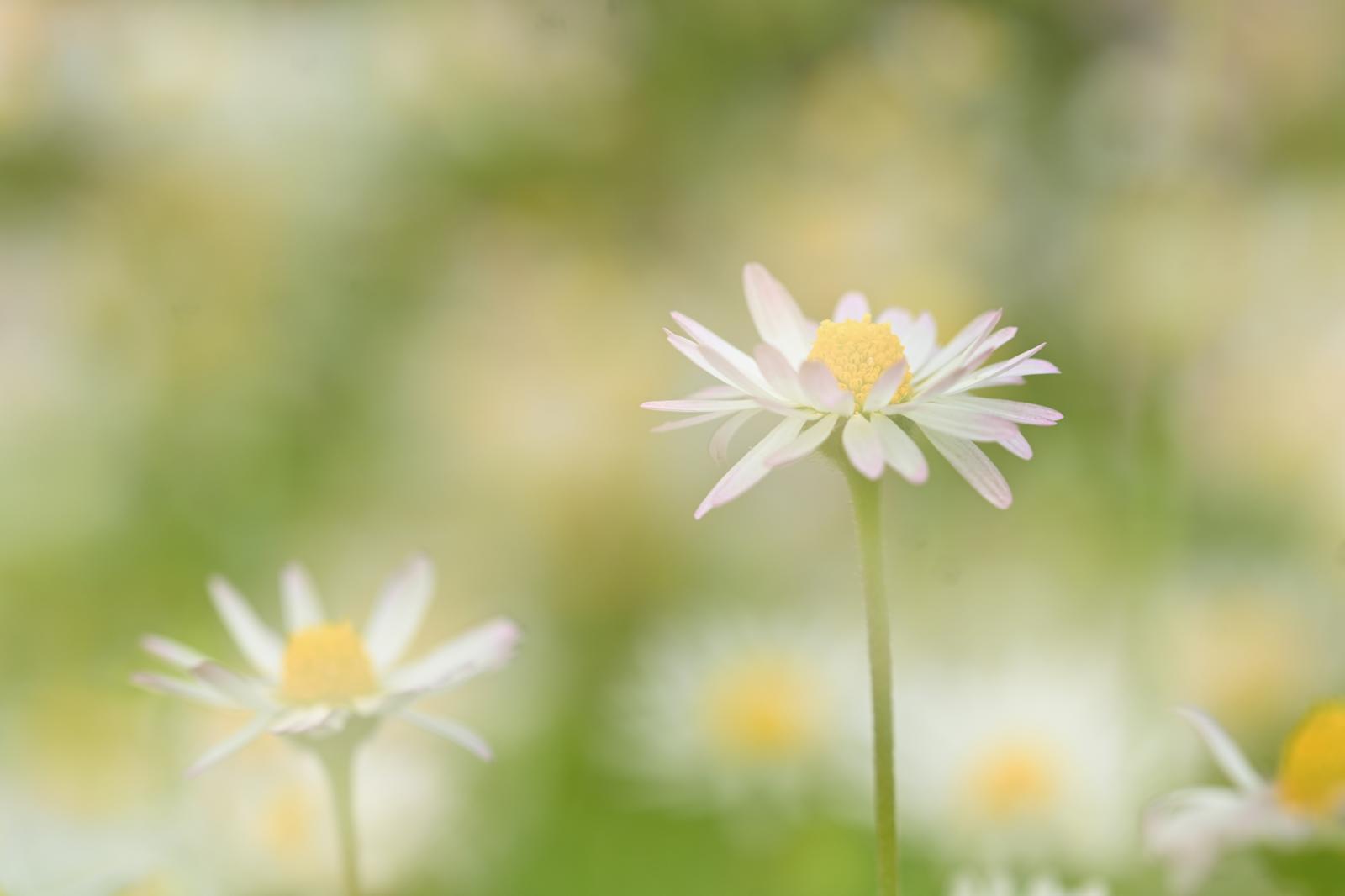 Among the petals of the dream