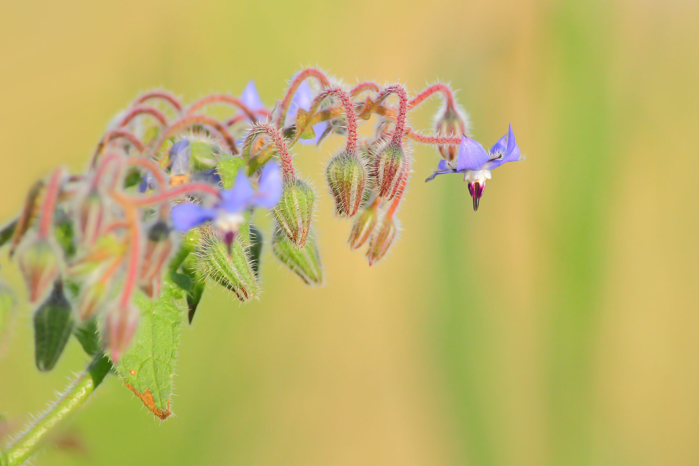 Fiori di campo spontanei.