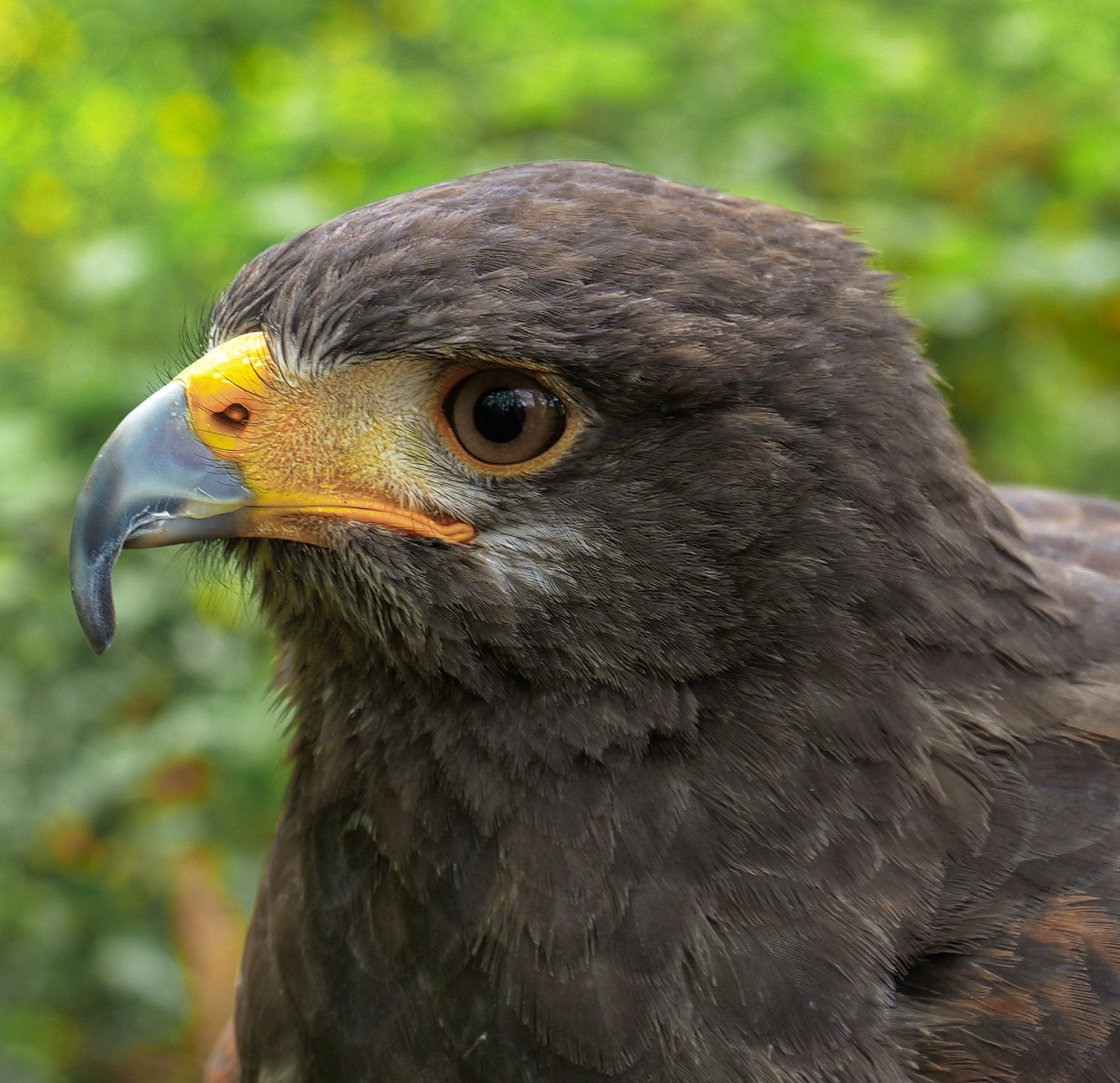 La bellissima e fiera Poiana