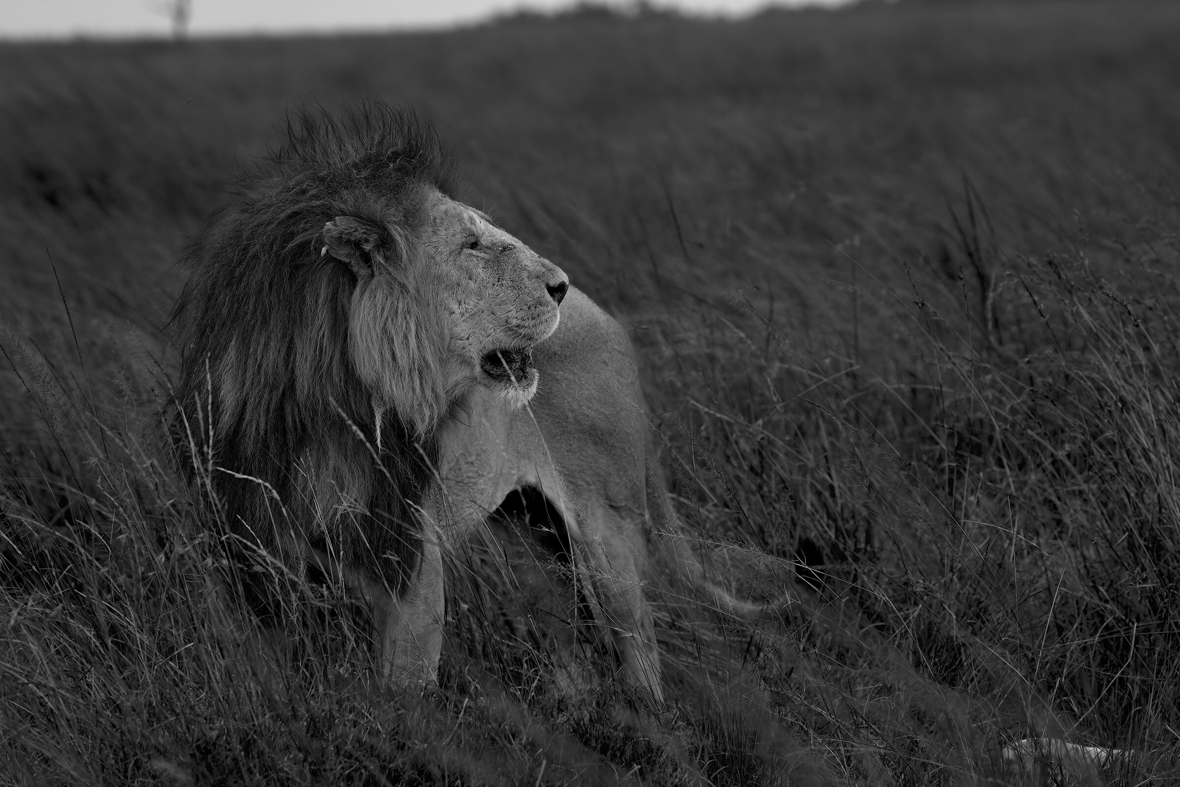The King of the Savannah